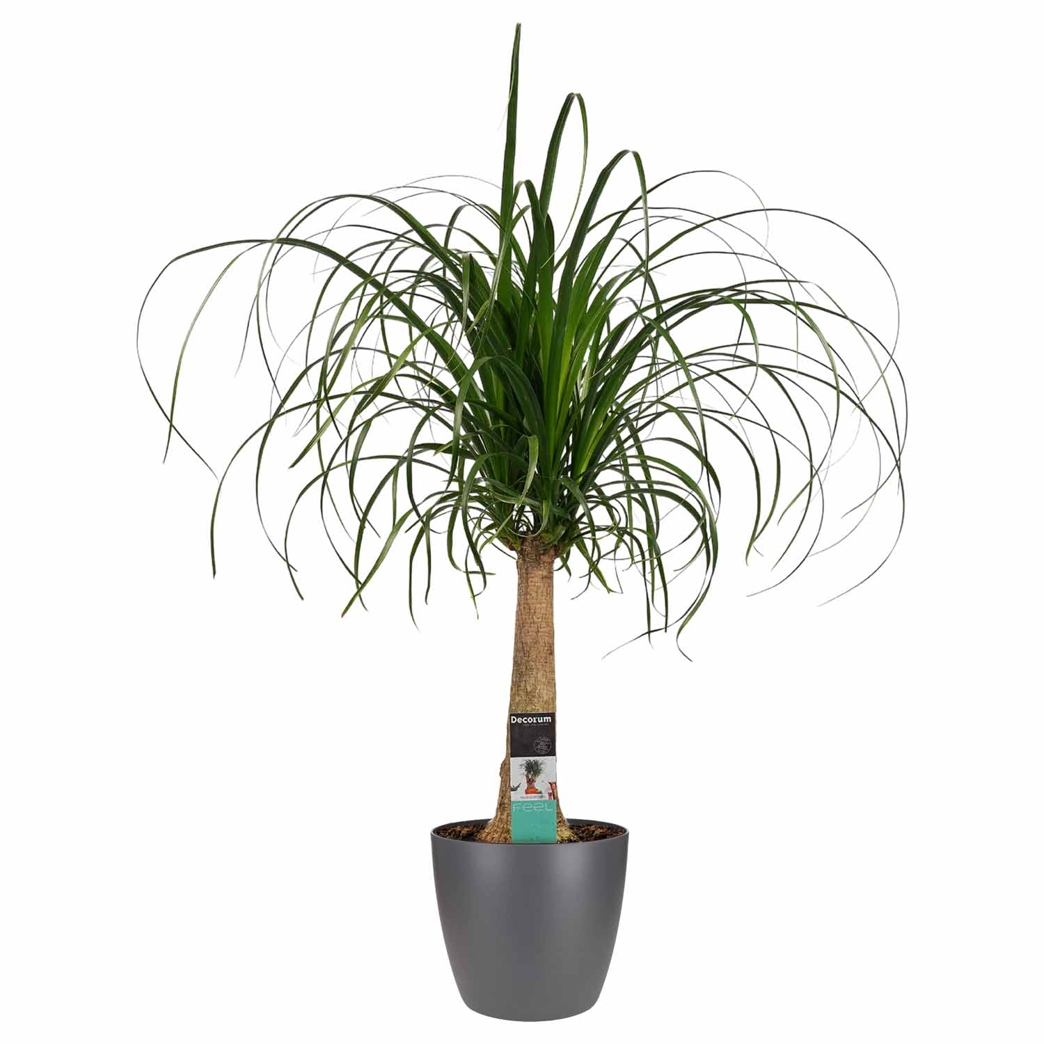 Beaucarnea Recht met Elho antracite ↑ 70 cm ⌀ 17 cm