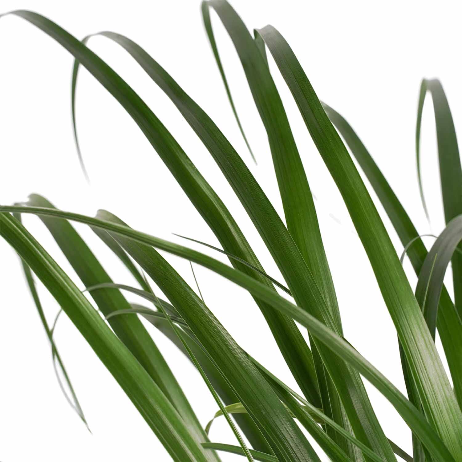 Beaucarnea Recht met Elho antracite ↑ 70 cm ⌀ 17 cm - Afbeelding 3