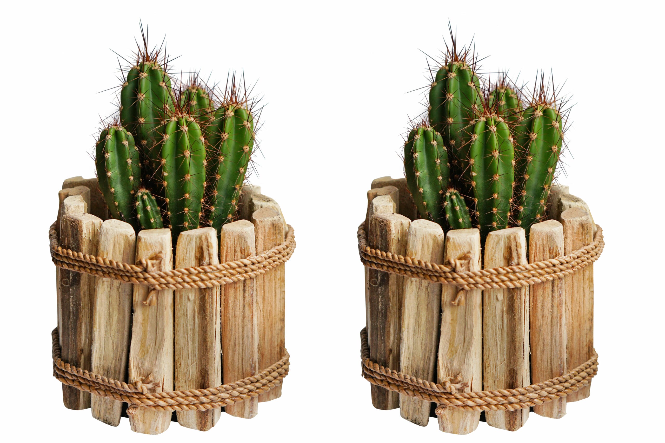 Duo Neocardenasia Herzogiana in Houten Driftwood Pot ↑ 15 cm ⌀ 15 cm