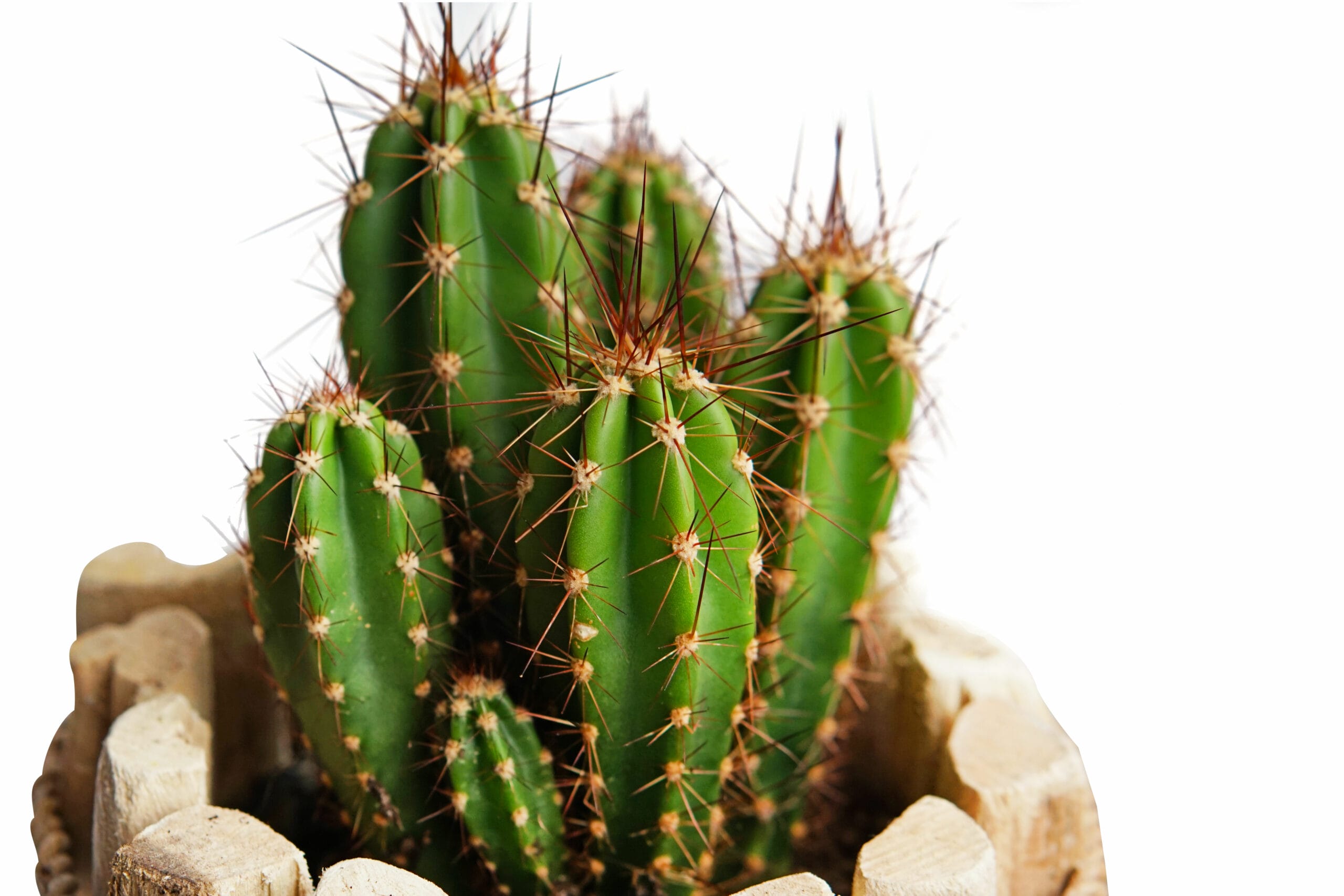 Duo Neocardenasia Herzogiana in Houten Driftwood Pot ↑ 15 cm ⌀ 15 cm - Afbeelding 3