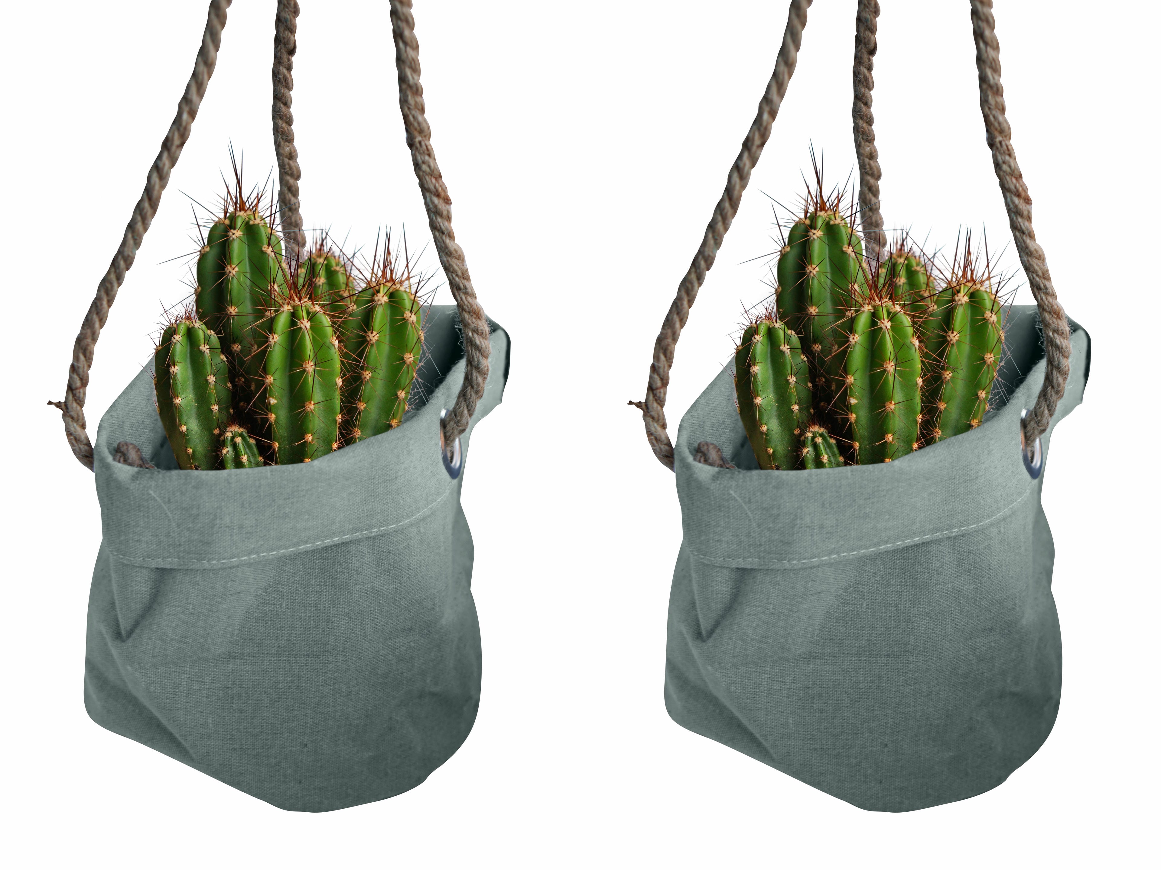 Duo Neocardenasia Herzogiana in Hangende Linnen Plantbag ↑ 15 cm ⌀ 15 cm
