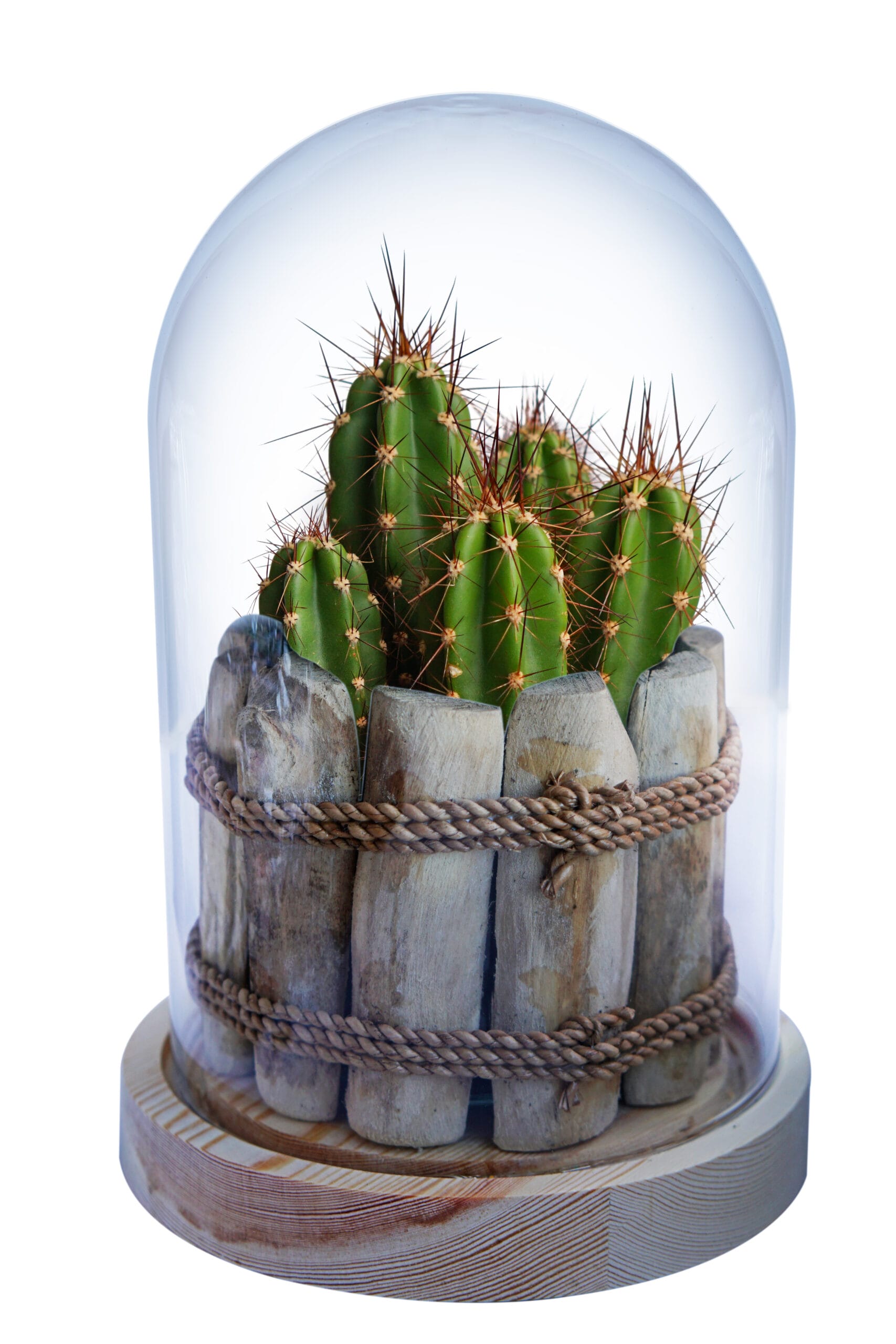 Neocardenasia Herzogiana in Glazen Stolp met LED verlichting ↑ 26 cm ⌀ 17 cm