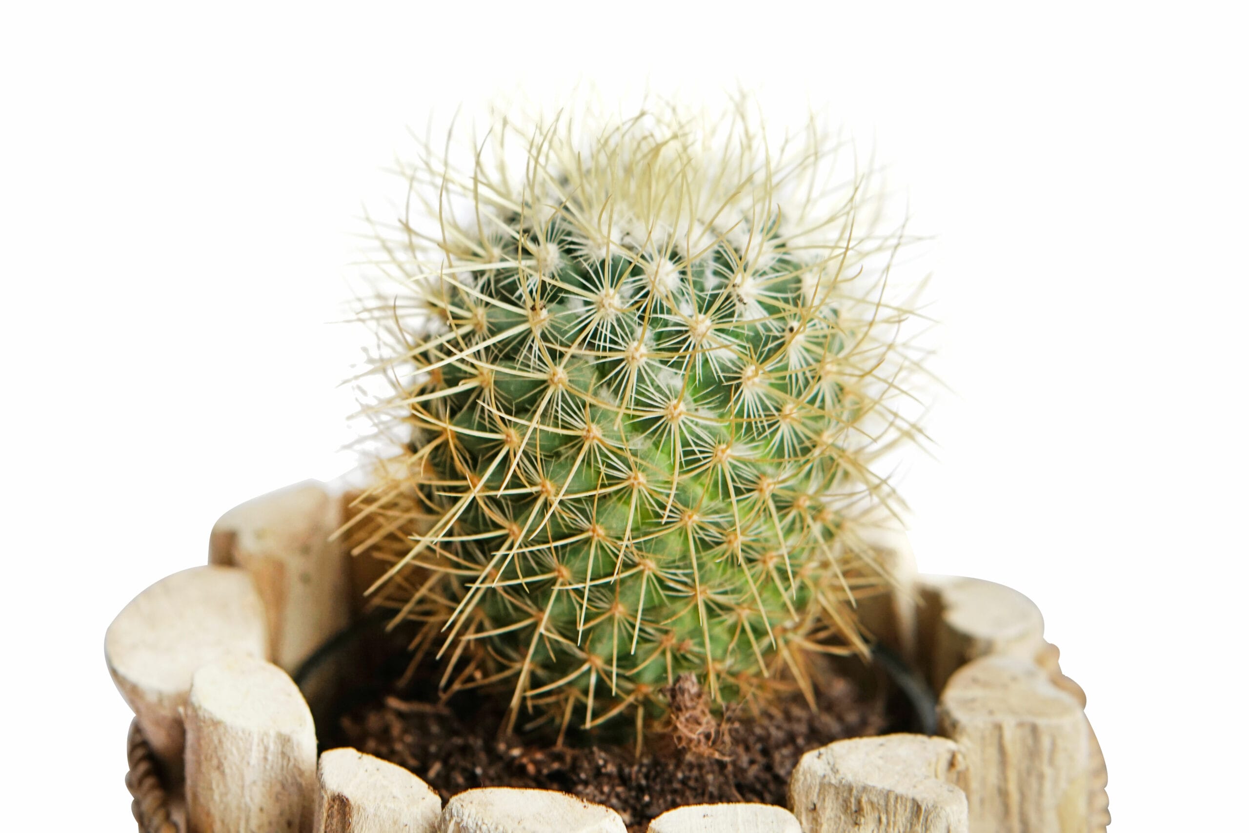 Duo Mammillaria Pringlei in Houten Driftwood Pot ↑ 15 cm ⌀ 15 cm - Afbeelding 3