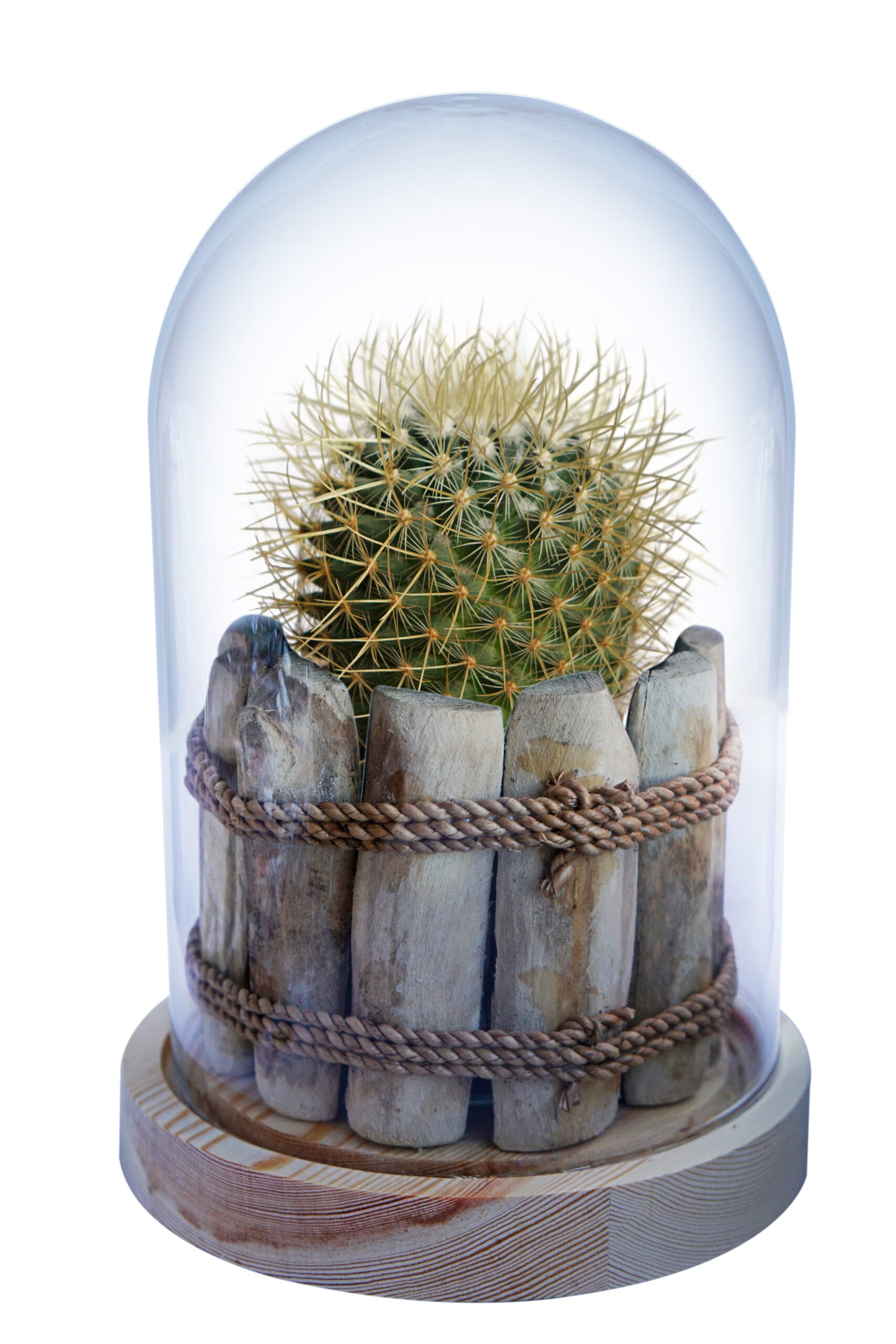 Mammillaria Pringlei in Glazen Stolp met LED verlichting ↑ 26 cm ⌀ 17 cm