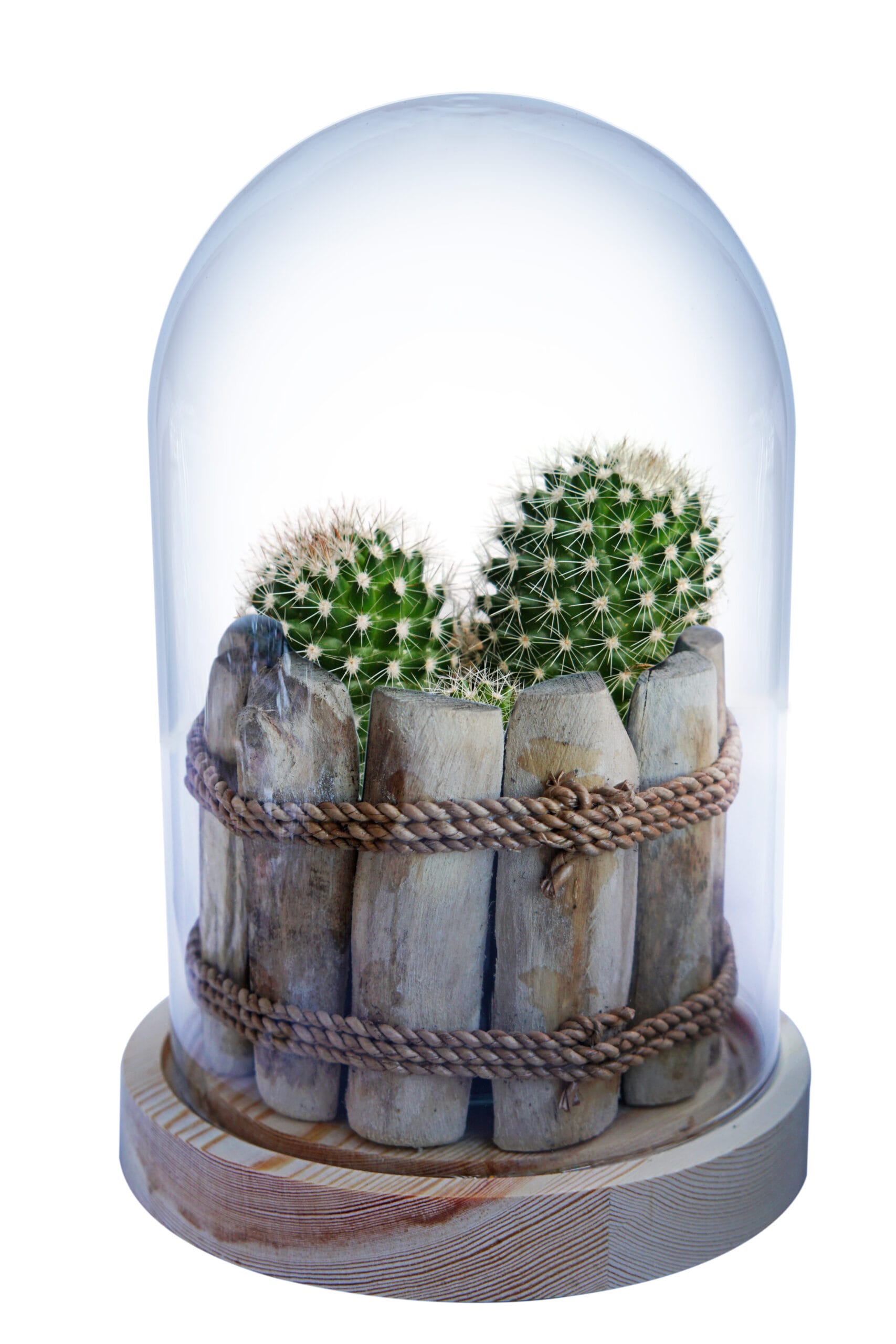 Mammillaria Ernestii in Glazen Stolp met LED verlichting ↑ 26 cm ⌀ 17 cm