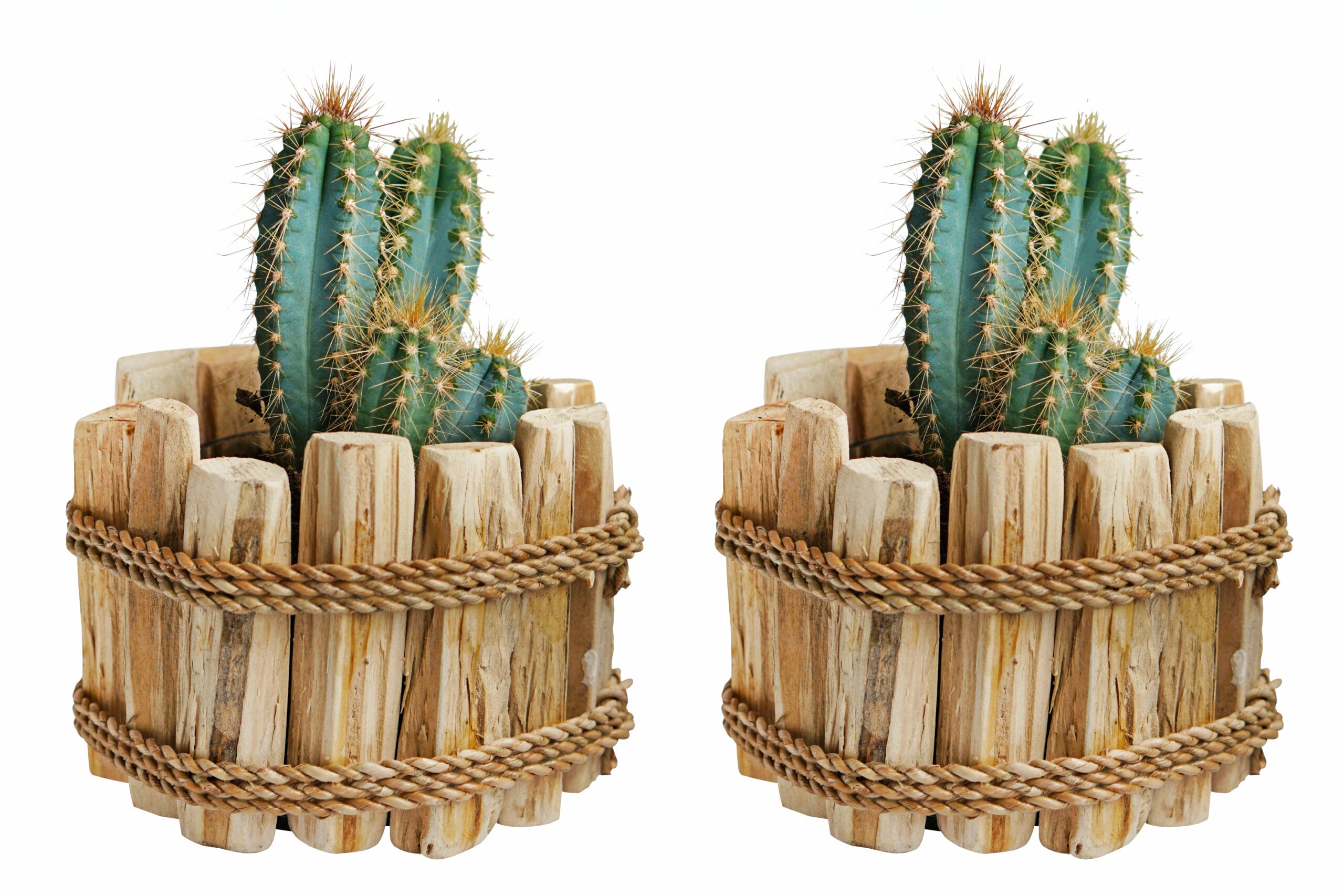 Duo Pilosocereus Azureus in Houten Driftwood Pot ↑ 15 cm ⌀ 15 cm