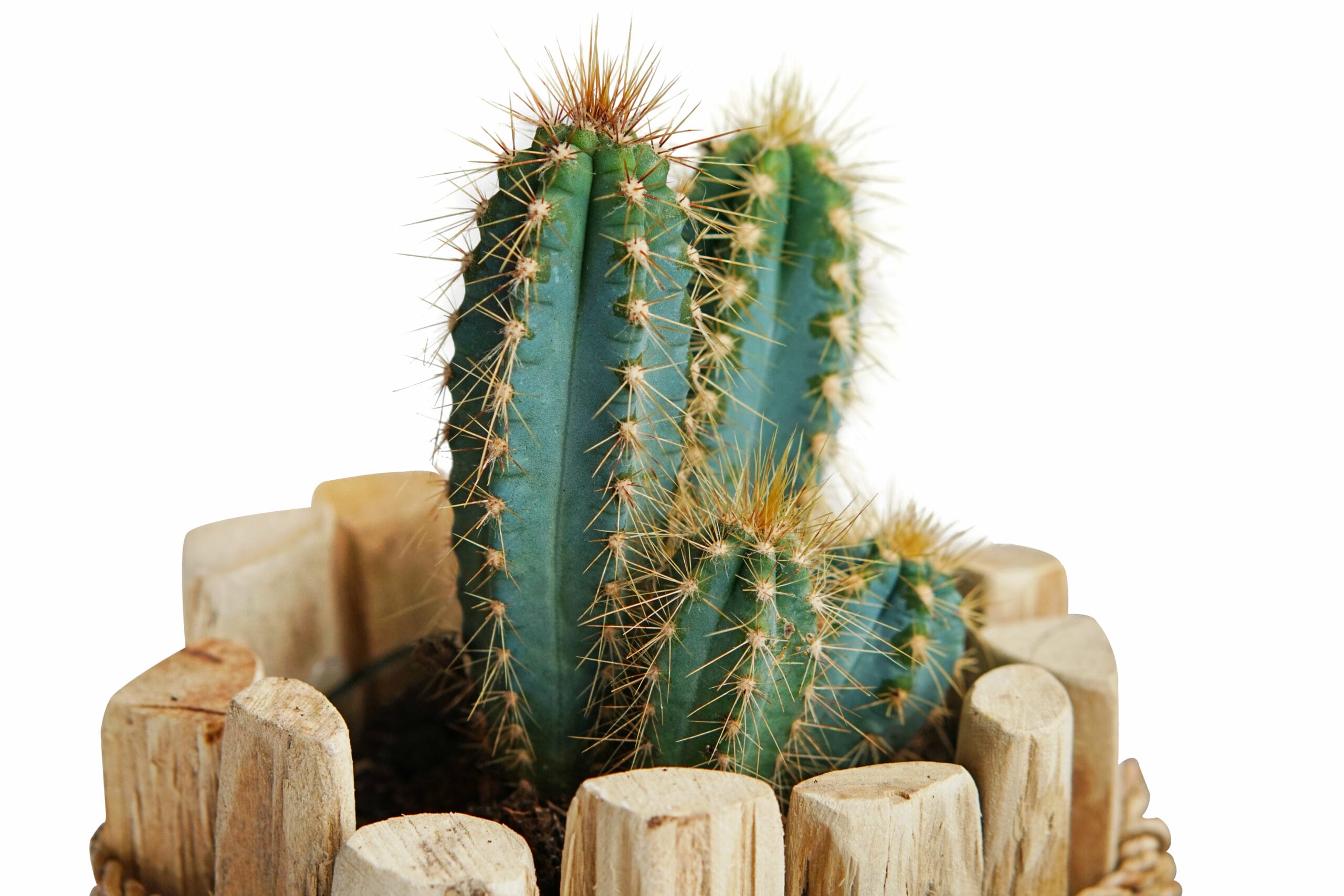 Duo Pilosocereus Azureus in Houten Driftwood Pot ↑ 15 cm ⌀ 15 cm - Afbeelding 3
