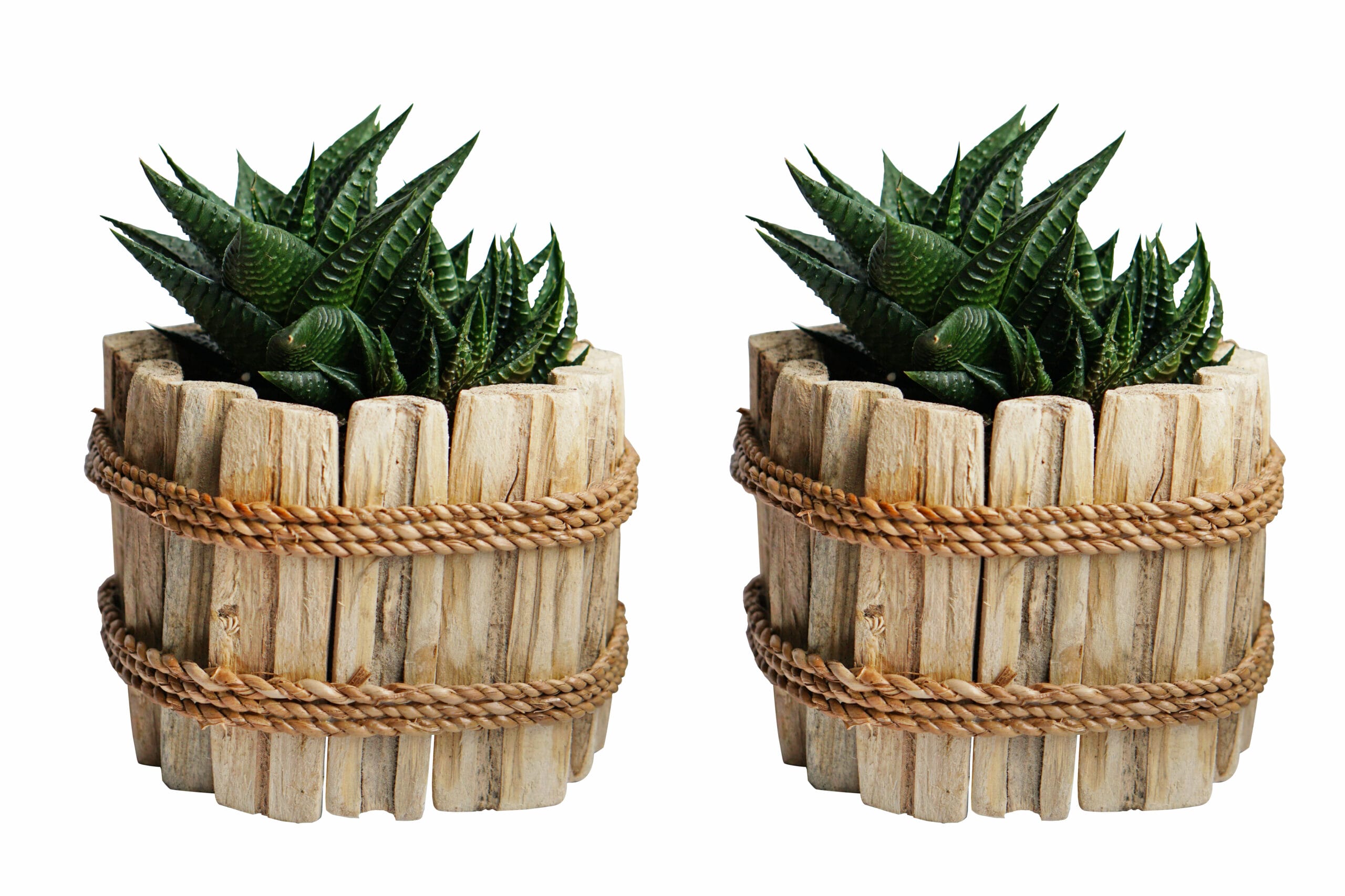 Duo Haworthia Limafolia in Houten Driftwood Pot ↑ 15 cm ⌀ 15 cm