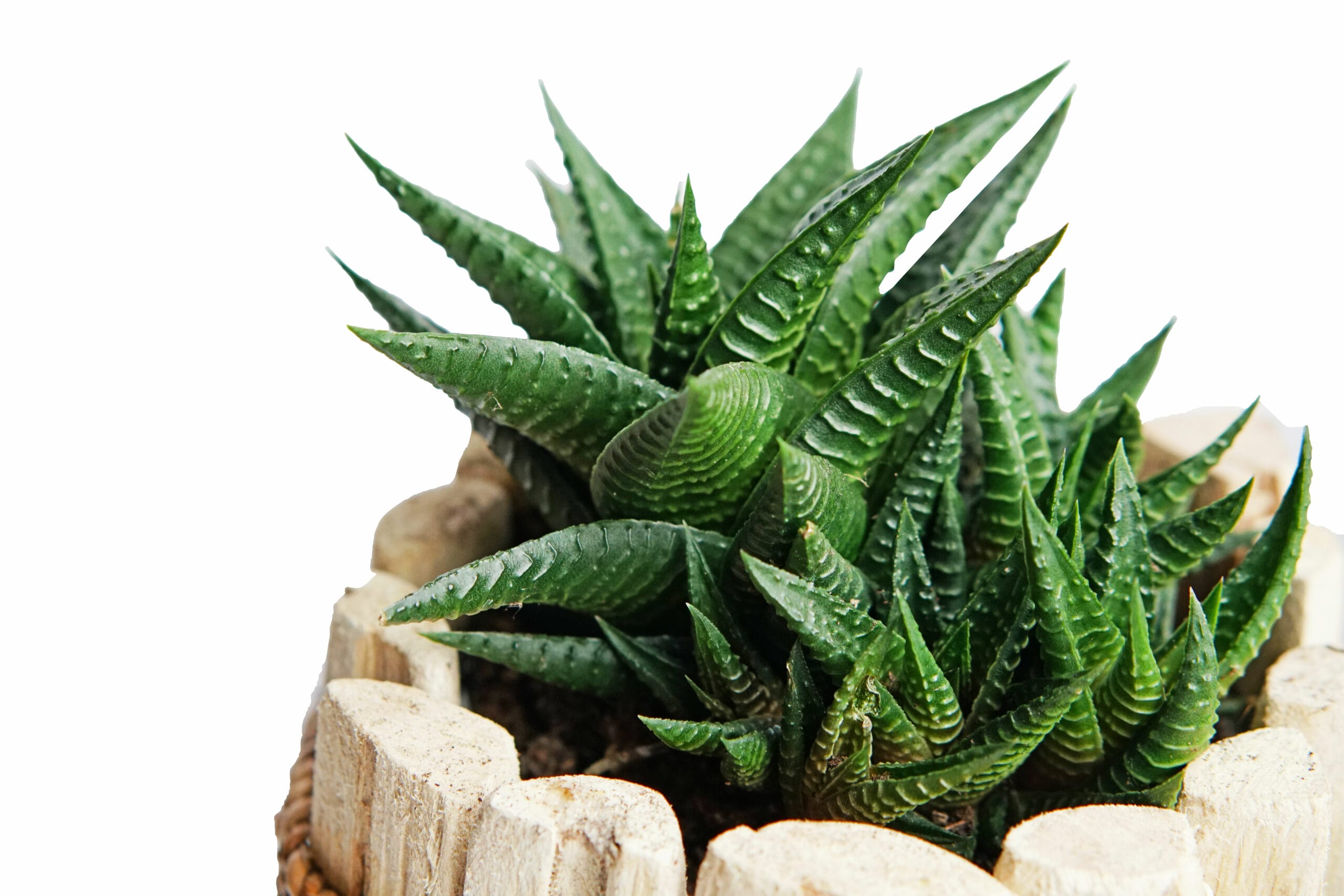 Duo Haworthia Limafolia in Houten Driftwood Pot ↑ 15 cm ⌀ 15 cm - Afbeelding 3