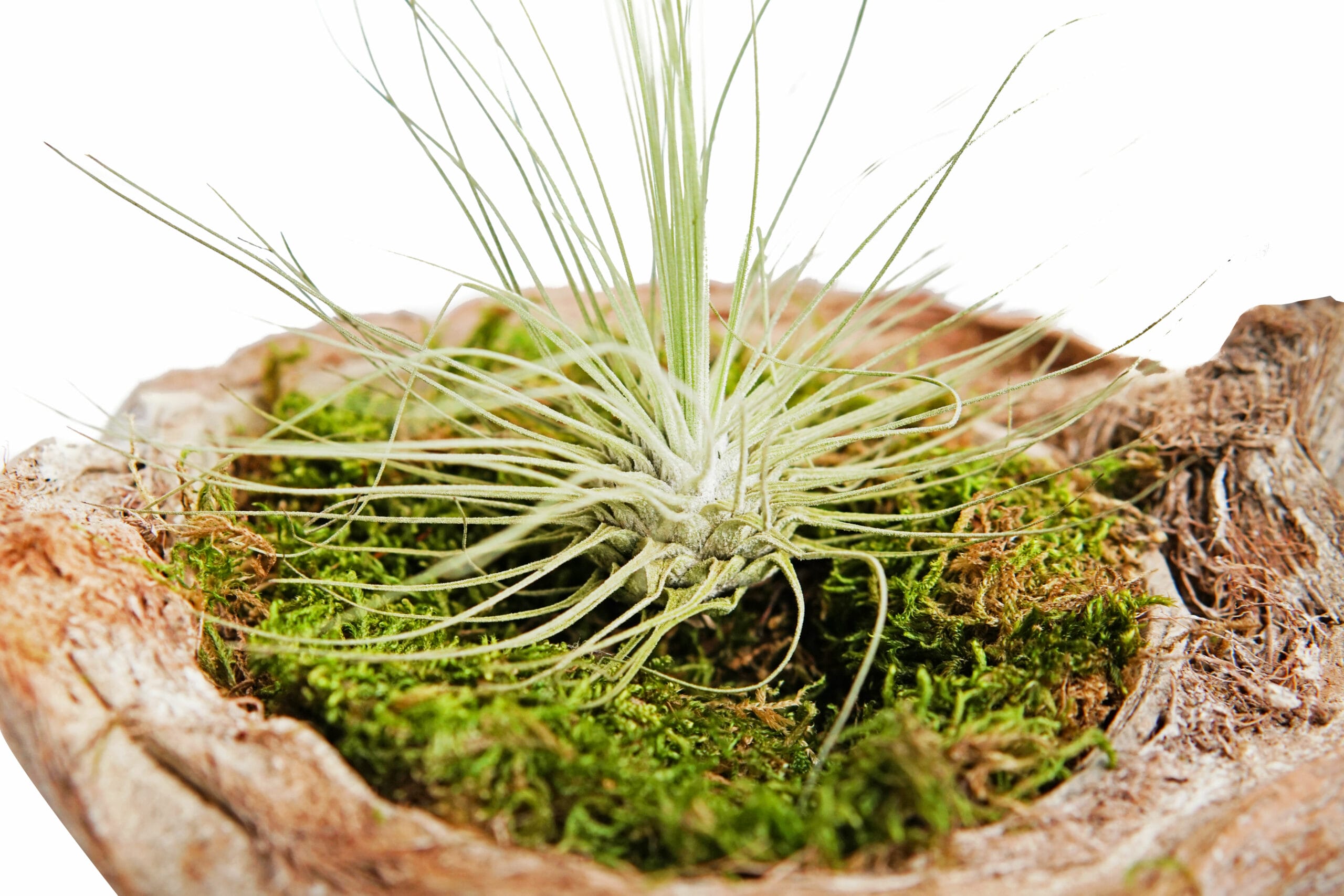 DIY Duo Halve kokosnoot met Tillandsia Argentea ↑ 15 cm ⌀ 15 cm - Afbeelding 4