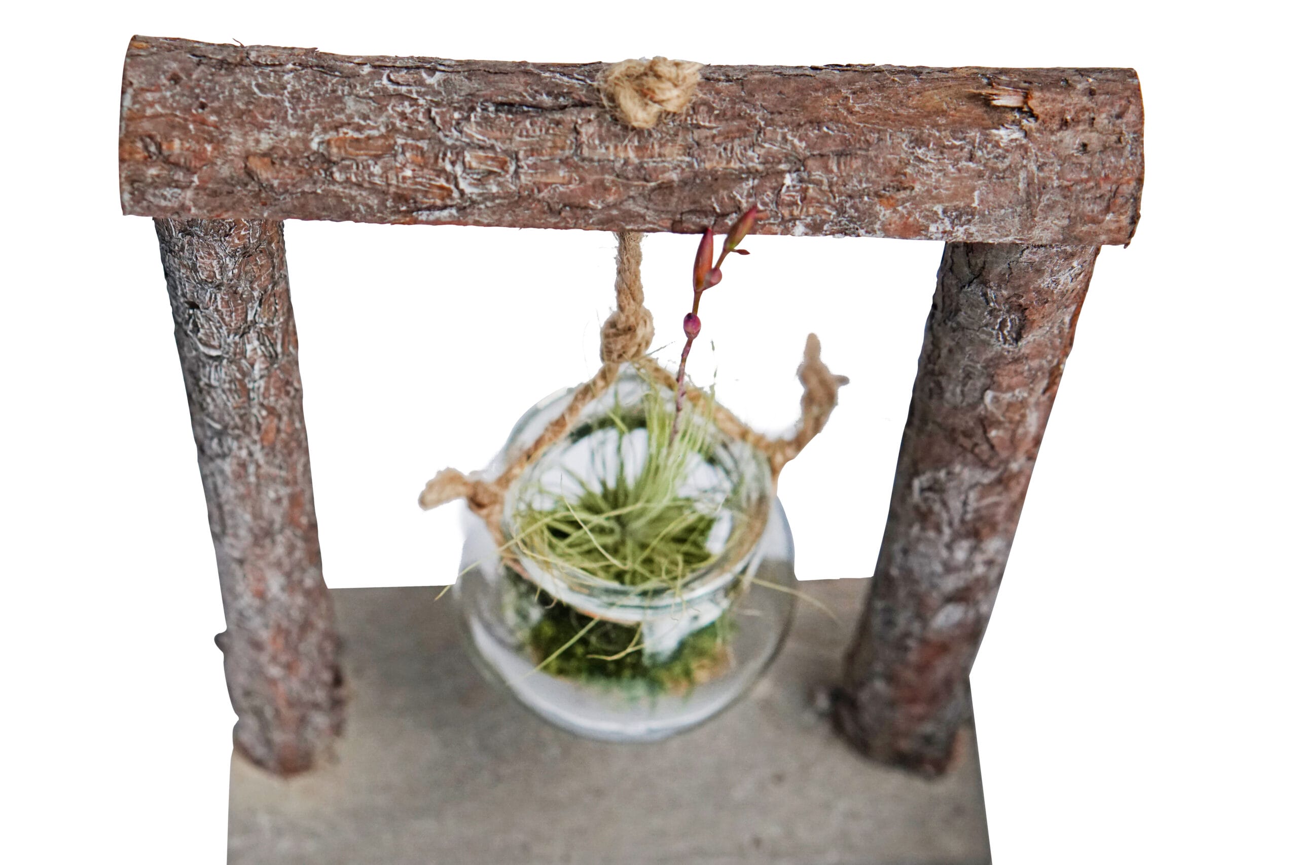DIY Hangrek met Mos en Tillandsia ↑ 24 cm ⌀ 18 cm - Afbeelding 3