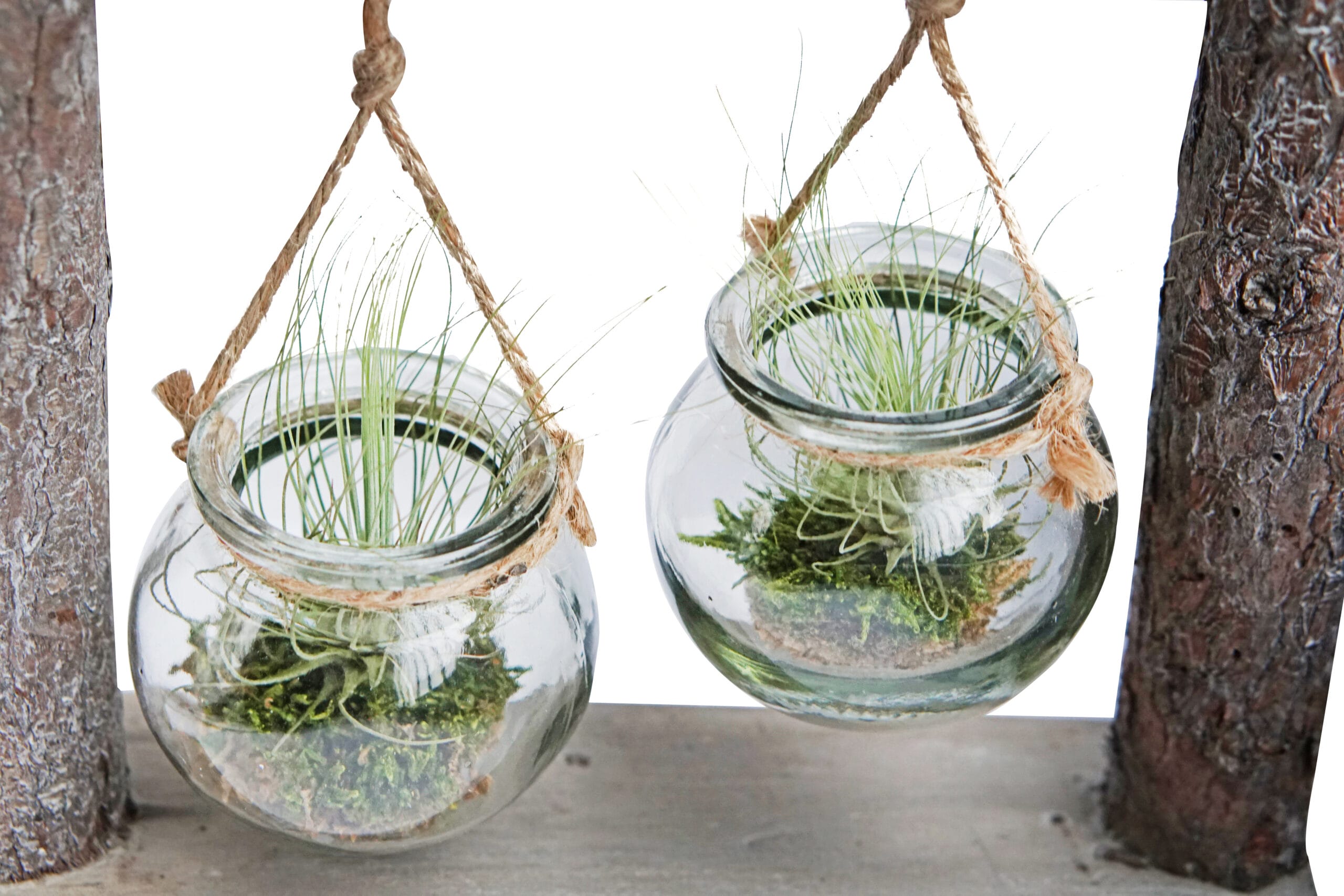 DIY Dubbel hangrek met Tillandsia ↑ 21 cm ⌀ 24 cm - Afbeelding 3
