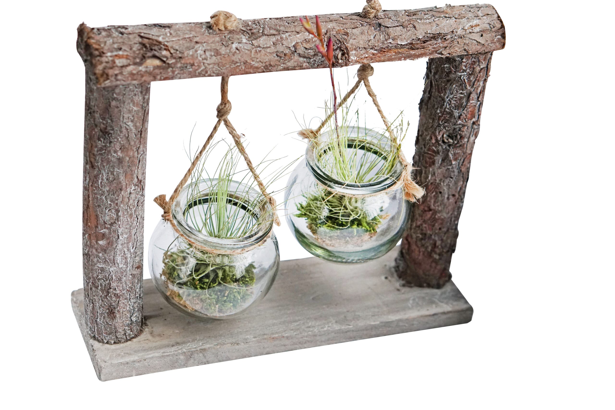 DIY Dubbel hangrek met Tillandsia ↑ 21 cm ⌀ 24 cm - Afbeelding 4