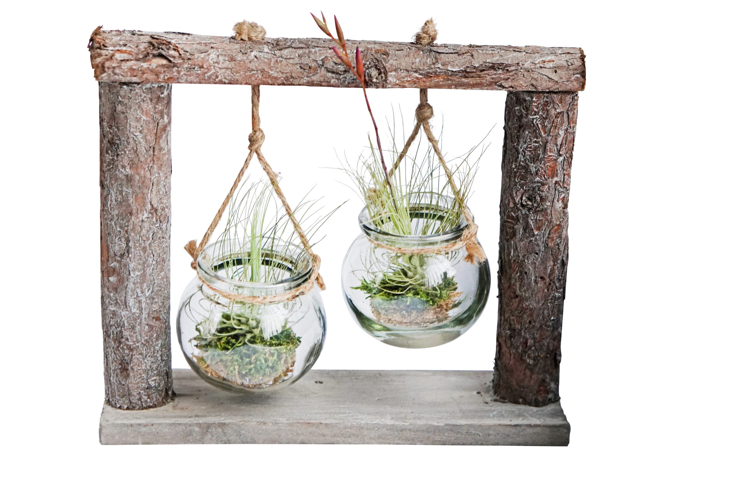 DIY Dubbel hangrek met Tillandsia ↑ 21 cm ⌀ 24 cm - Afbeelding 5