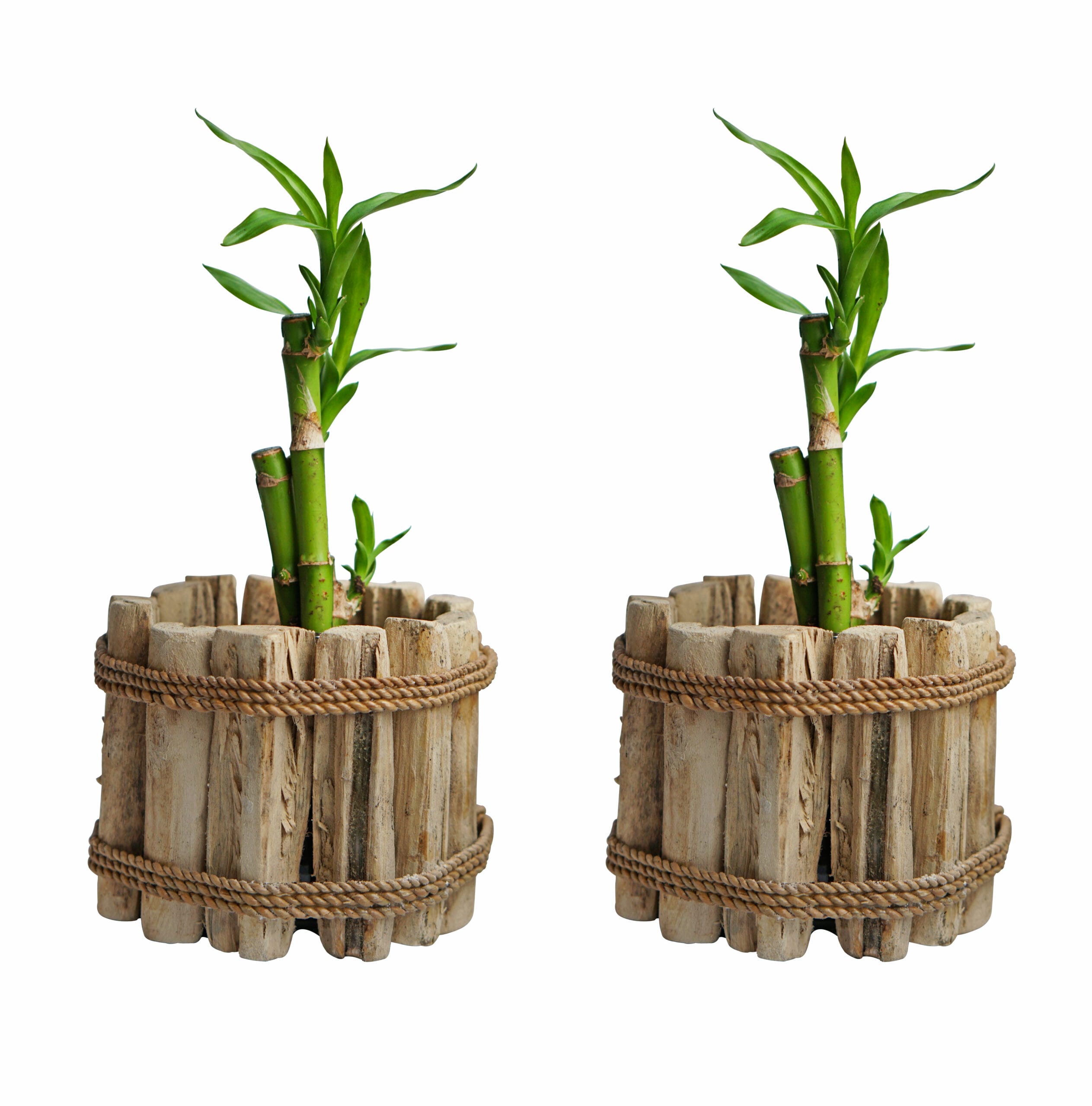 Duo Dracaena Sanderiana 'Lucky Bamboo' in Houten Driftwood Pot ↑ 25 cm ⌀ 15 cm