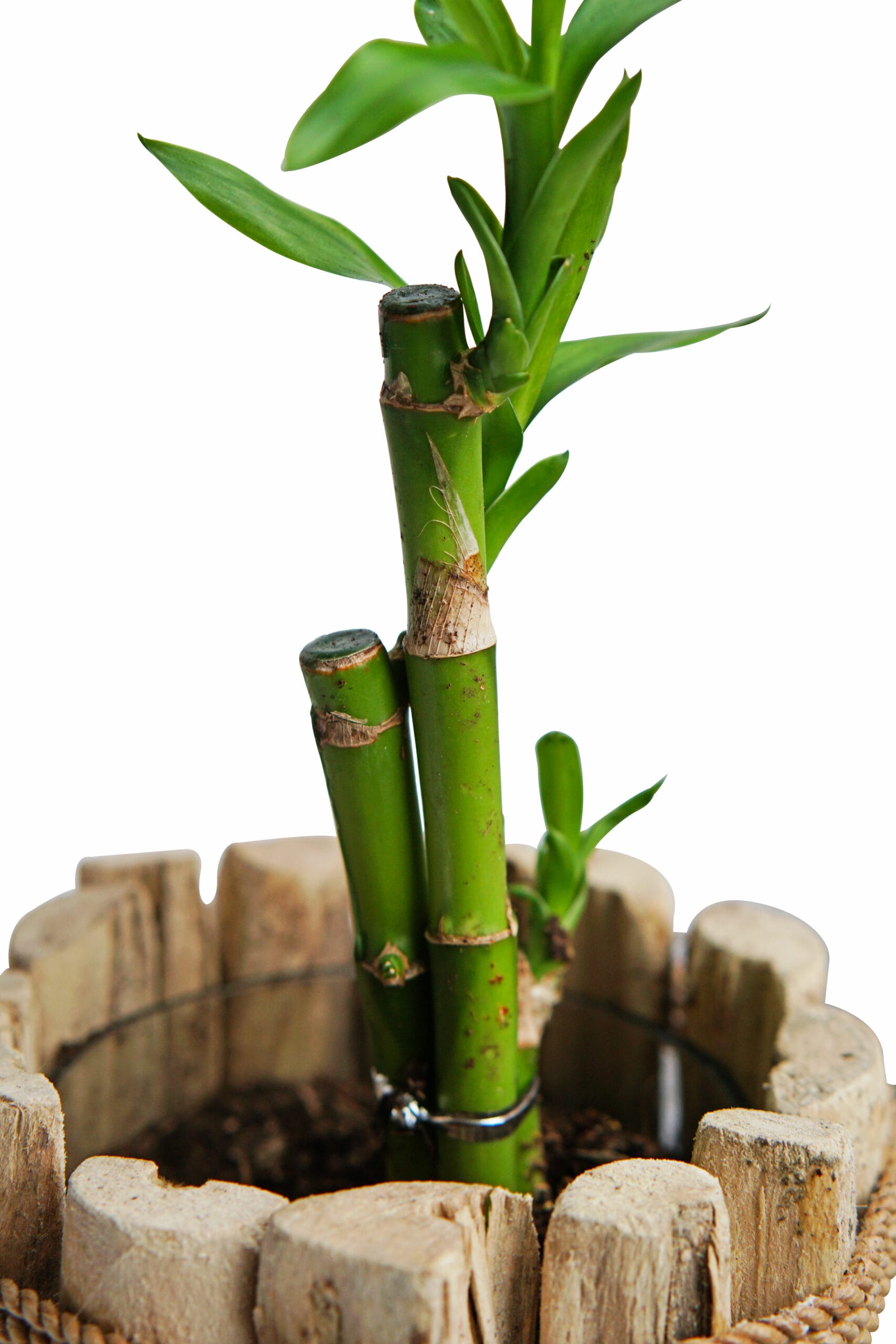 Duo Dracaena Sanderiana 'Lucky Bamboo' in Houten Driftwood Pot ↑ 25 cm ⌀ 15 cm - Afbeelding 3