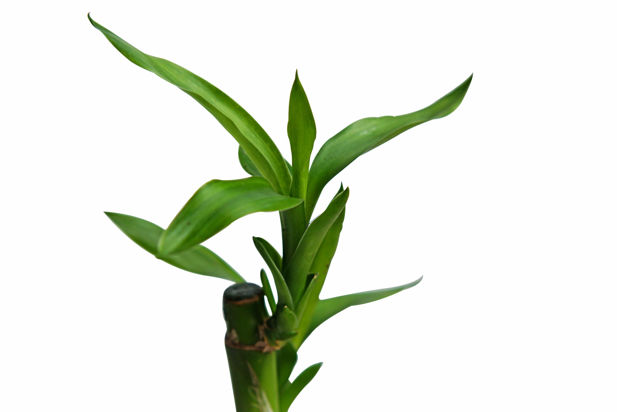Duo Dracaena Sanderiana 'Lucky Bamboo' in Houten Driftwood Pot ↑ 25 cm ⌀ 15 cm - Afbeelding 4
