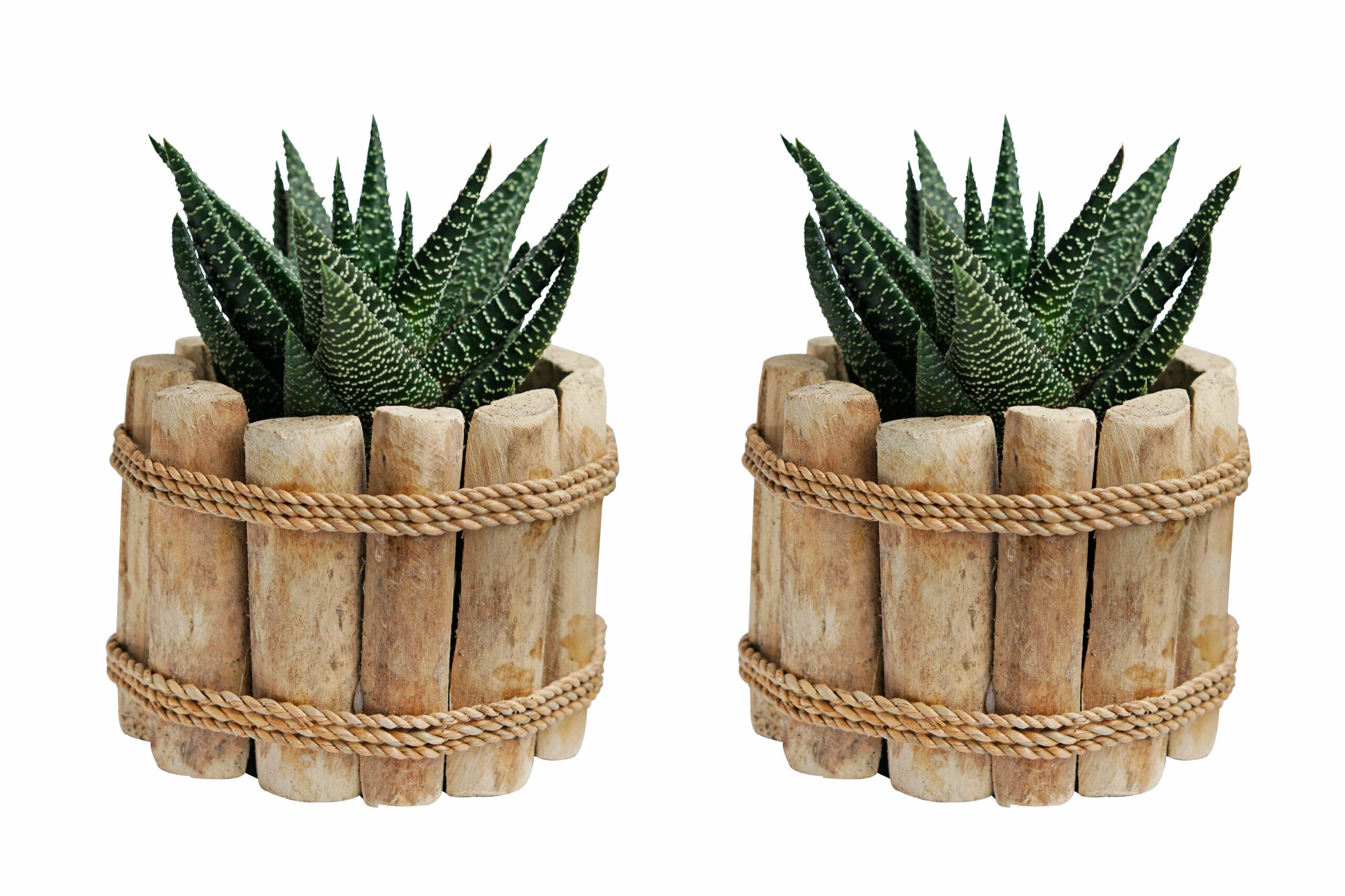Duo Gasterhowarthia Royal Highness in Houten Driftwood Pot ↑ 15 cm ⌀ 15 cm