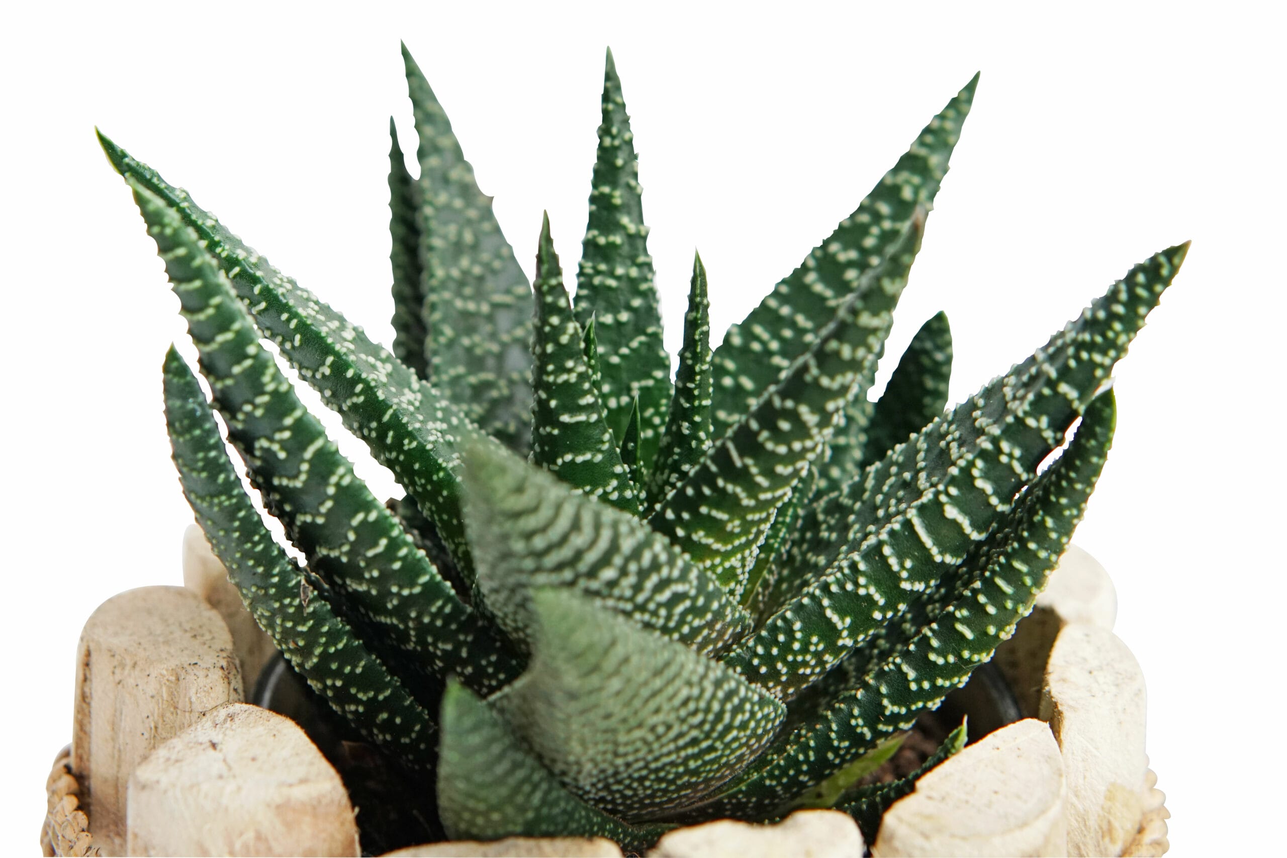 Duo Gasterhowarthia Royal Highness in Houten Driftwood Pot ↑ 15 cm ⌀ 15 cm - Afbeelding 3