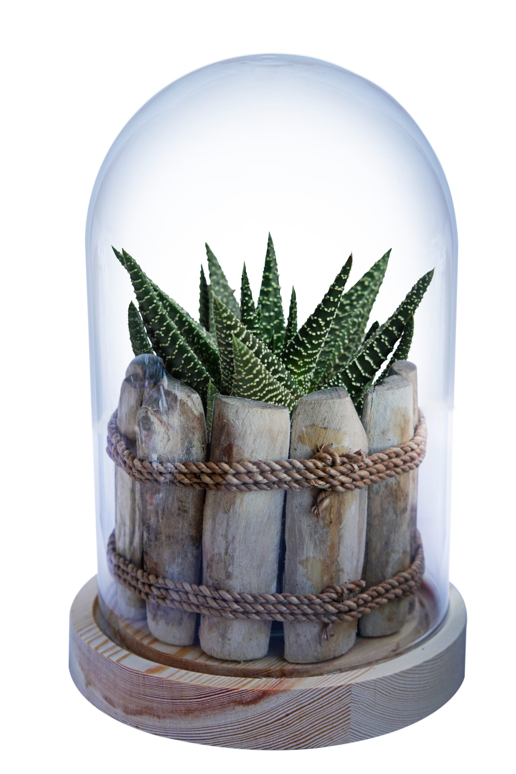 Gasterhowarthia Royal Highness in Glazen Stolp met LED verlichting ↑ 26 cm ⌀ 17 cm