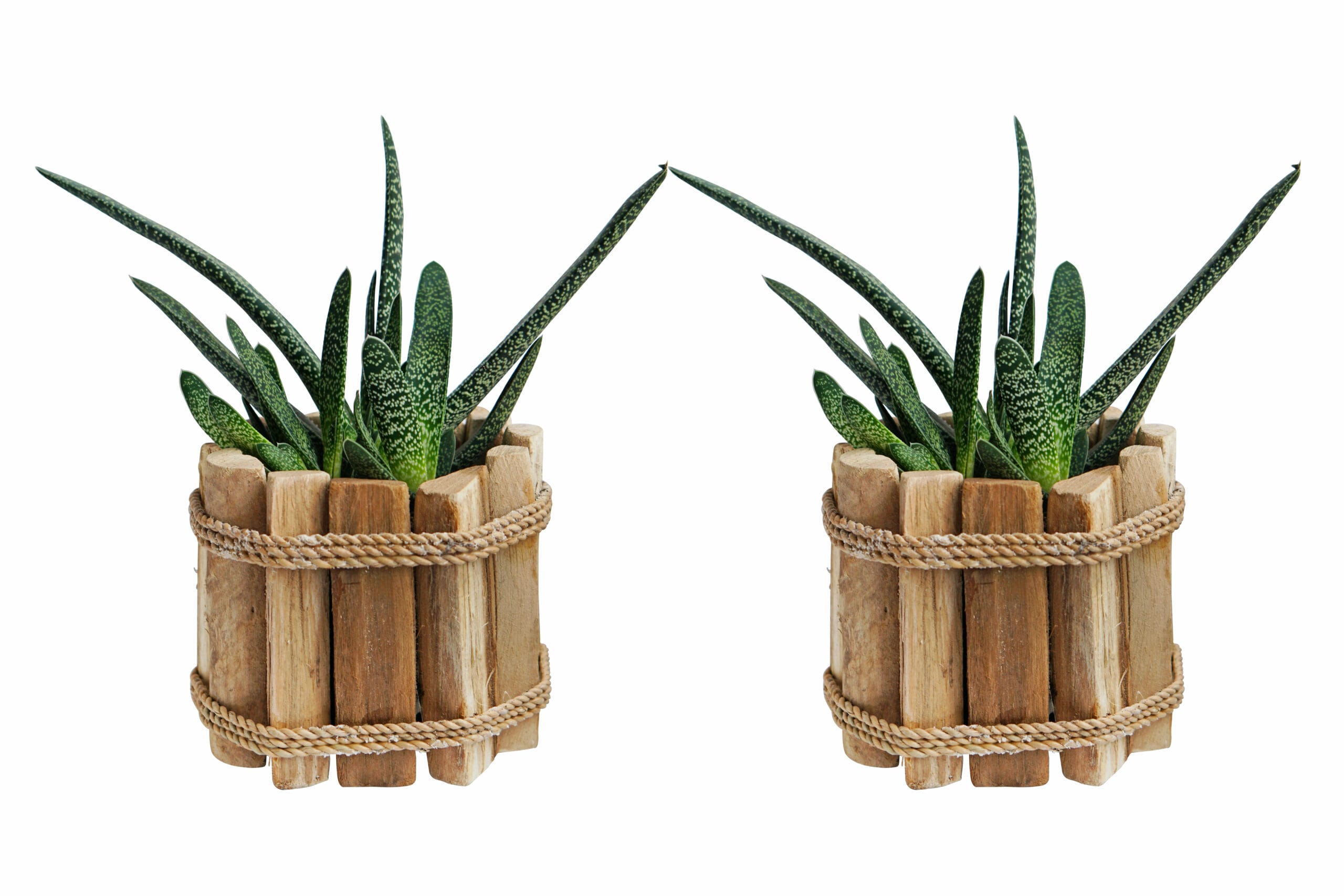 Duo Gasteria Little Warthy in Houten Driftwood Pot ↑ 15 cm ⌀ 15 cm
