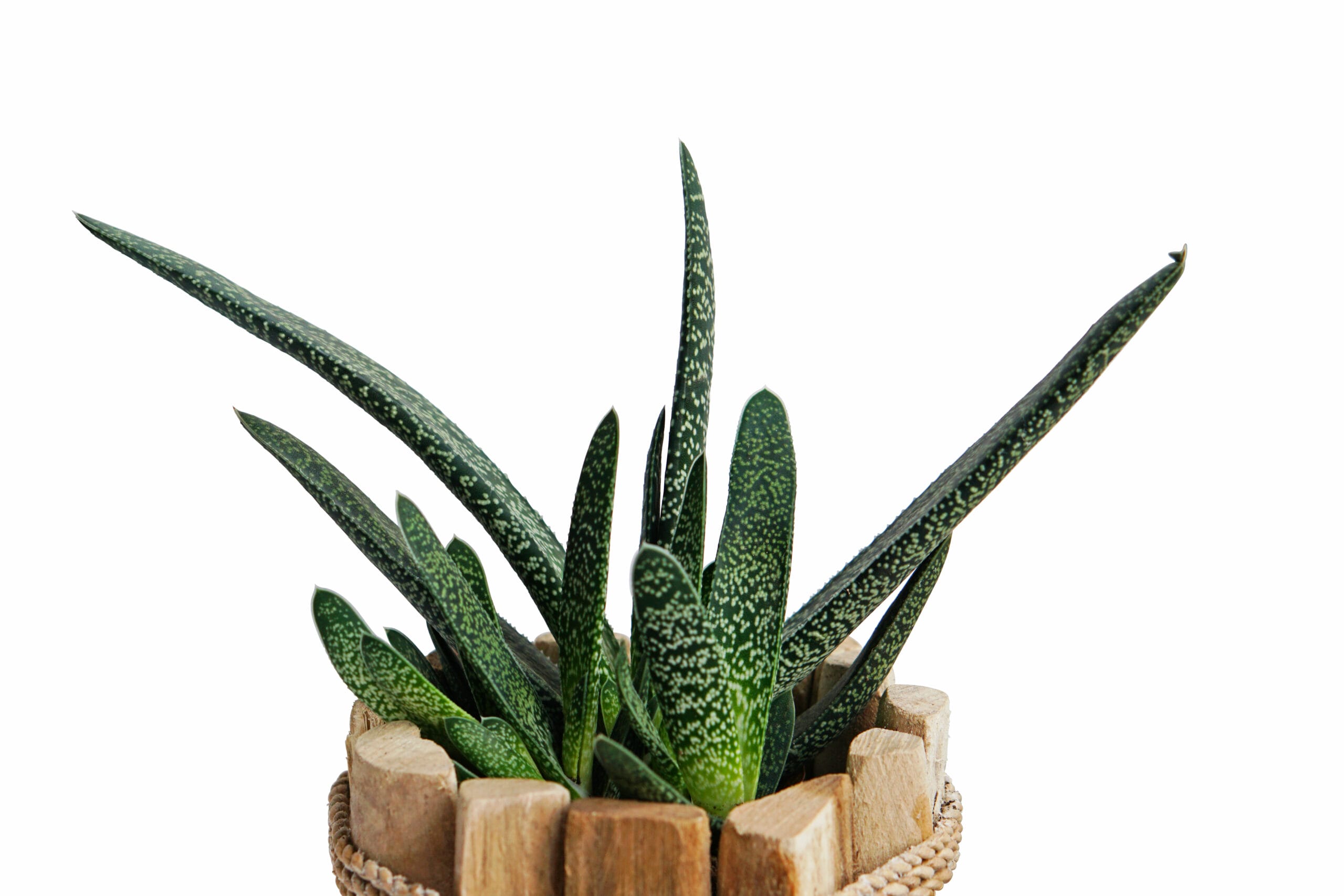 Duo Gasteria Little Warthy in Houten Driftwood Pot ↑ 15 cm ⌀ 15 cm - Afbeelding 3