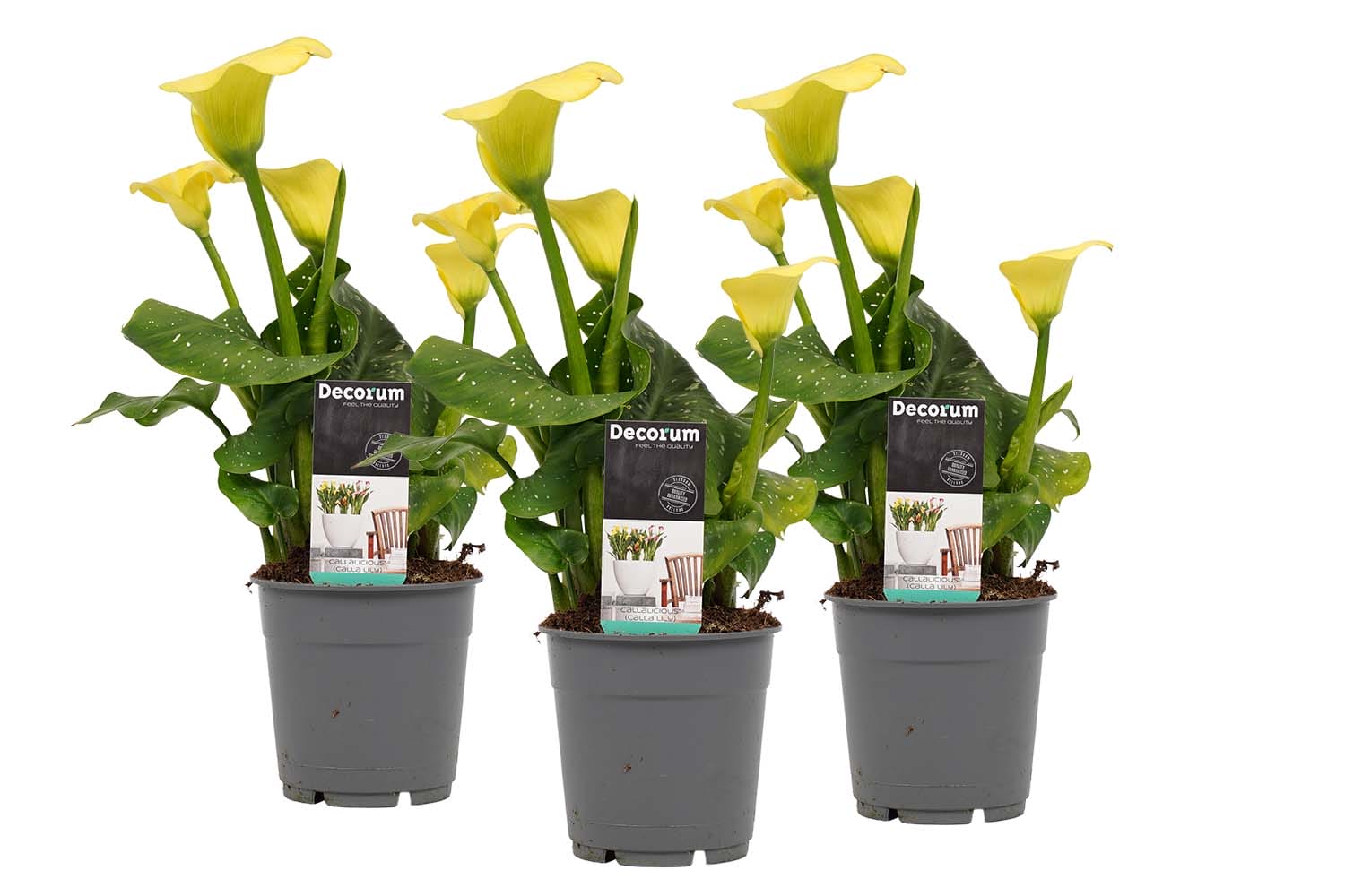 Zantedeschia Aronskelk Geel (3 stuks) ↑ 40 cm ⌀ 12