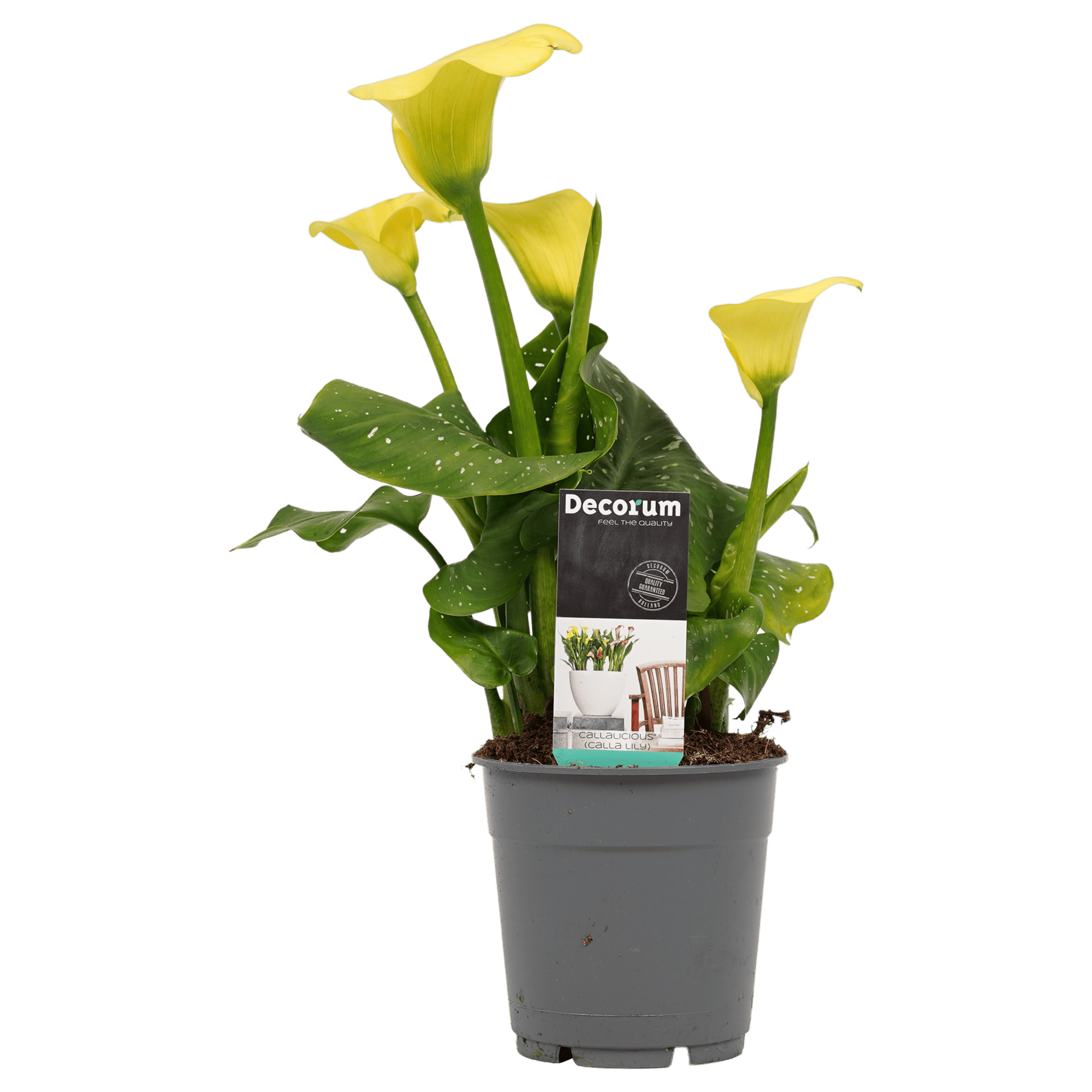 Zantedeschia Aronskelk Geel (3 stuks) ↑ 40 cm ⌀ 12 - Afbeelding 3