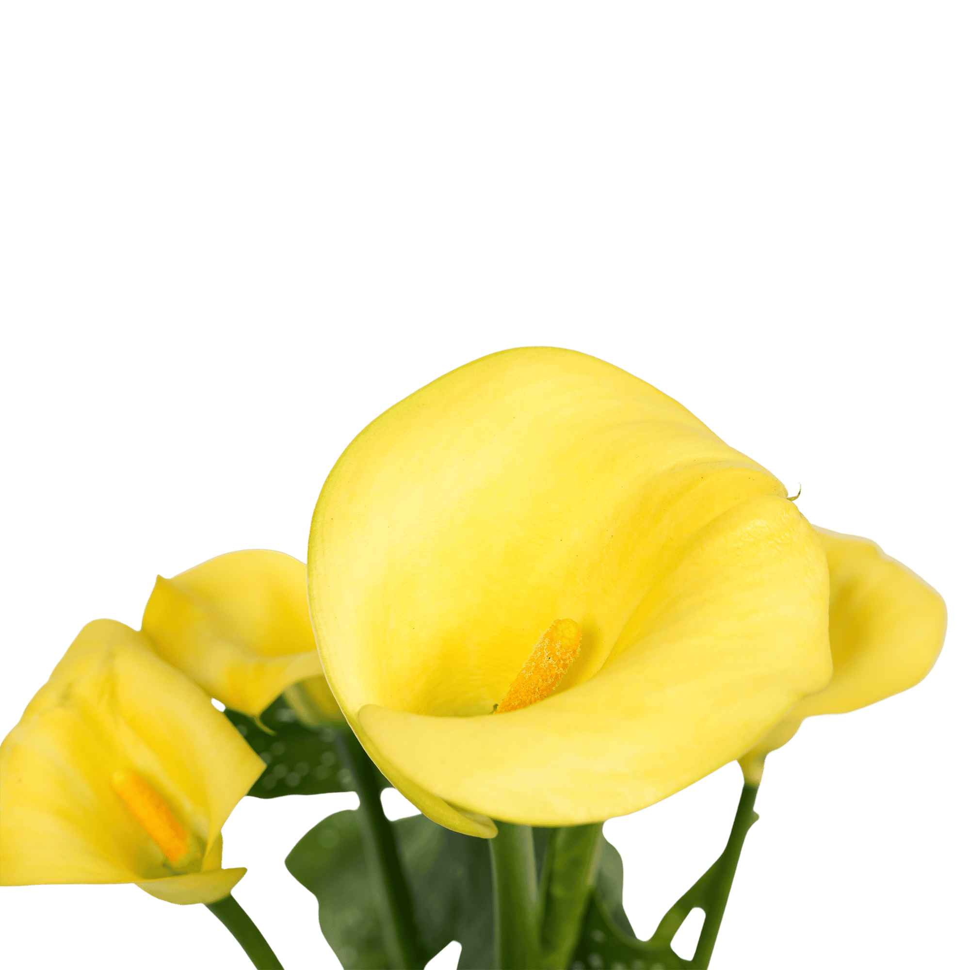 Zantedeschia Aronskelk Geel (3 stuks) ↑ 40 cm ⌀ 12 - Afbeelding 4