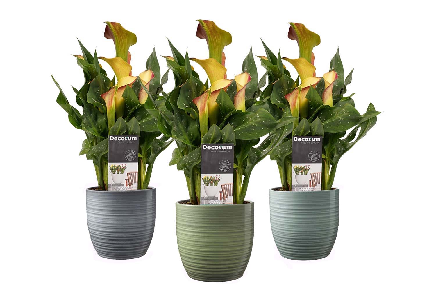 Zantedeschia Aronskelk Oranje in Bergamo keramiek (3 stuks) ↑ 40 cm ⌀ 12