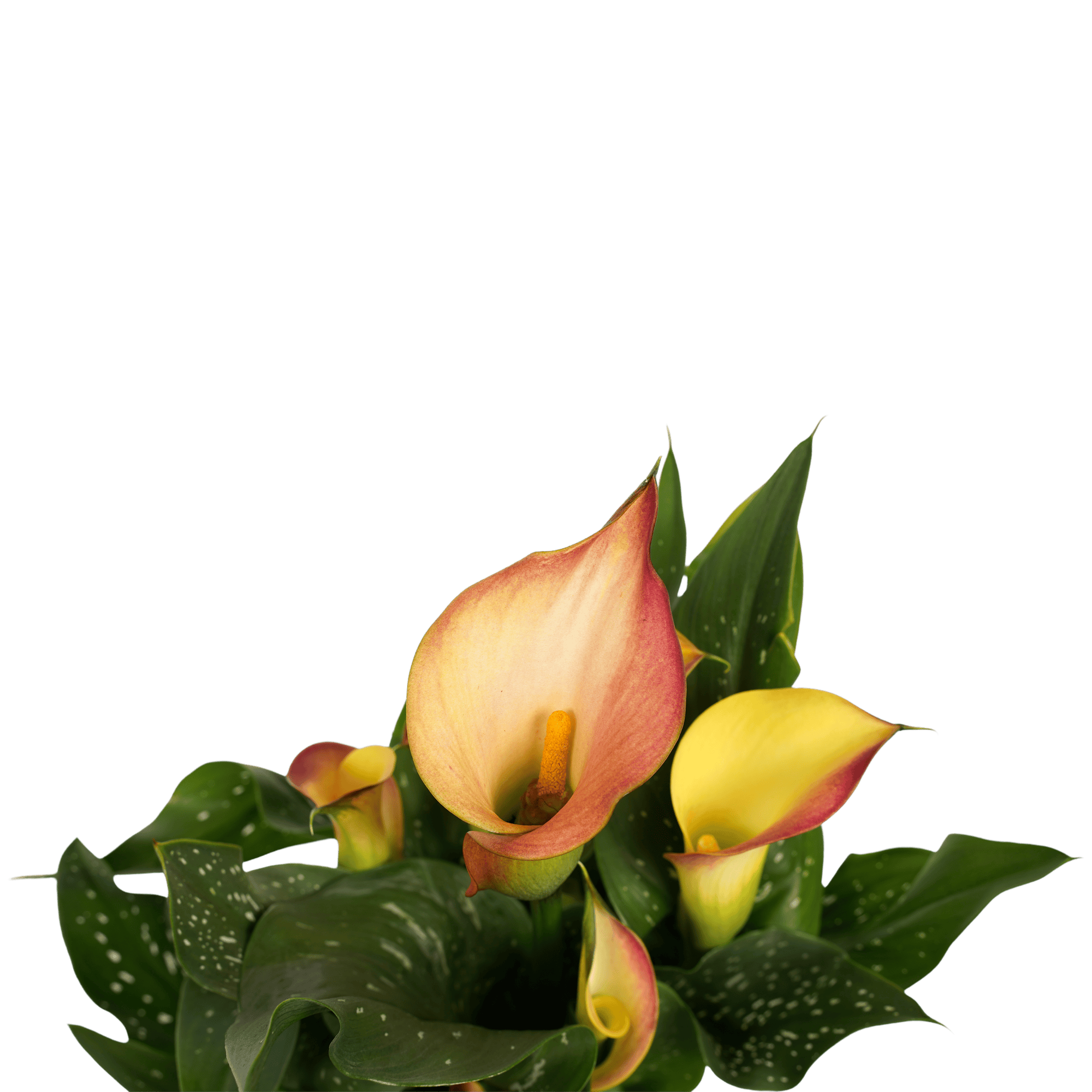 Zantedeschia Aronskelk Oranje in Bergamo keramiek (3 stuks) ↑ 40 cm ⌀ 12 - Afbeelding 3