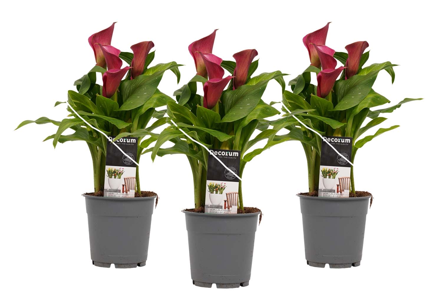 Zantedeschia Aronskelk Wit- roze (3 stuks)v