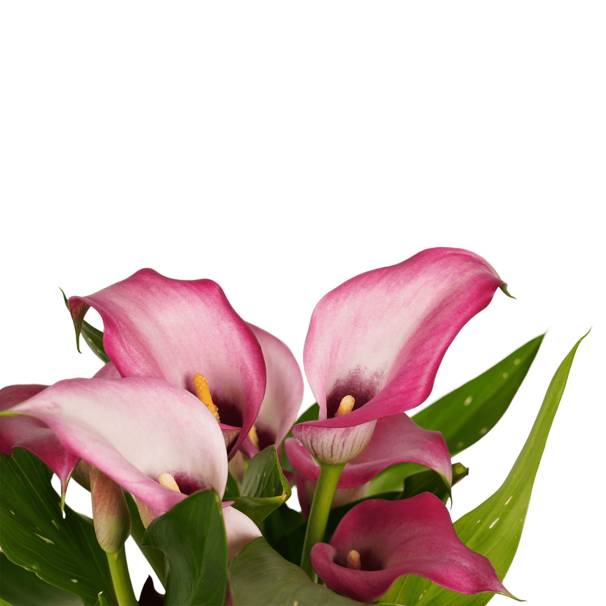 Zantedeschia Aronskelk Wit- roze (3 stuks)v - Afbeelding 3