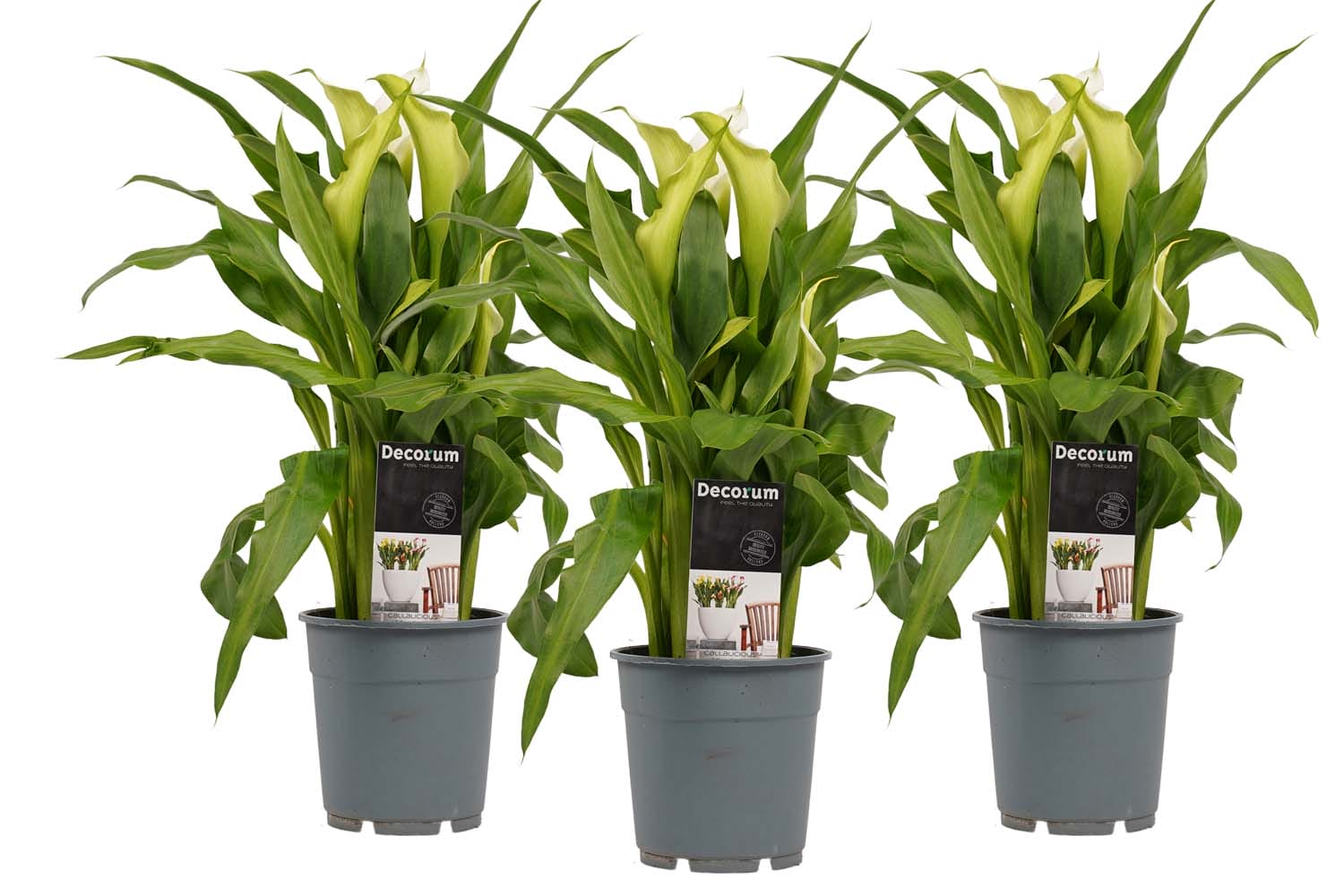 Zantedeschia Aronskelk Wit (3 stuks) ↑ 40 cm ⌀ 12