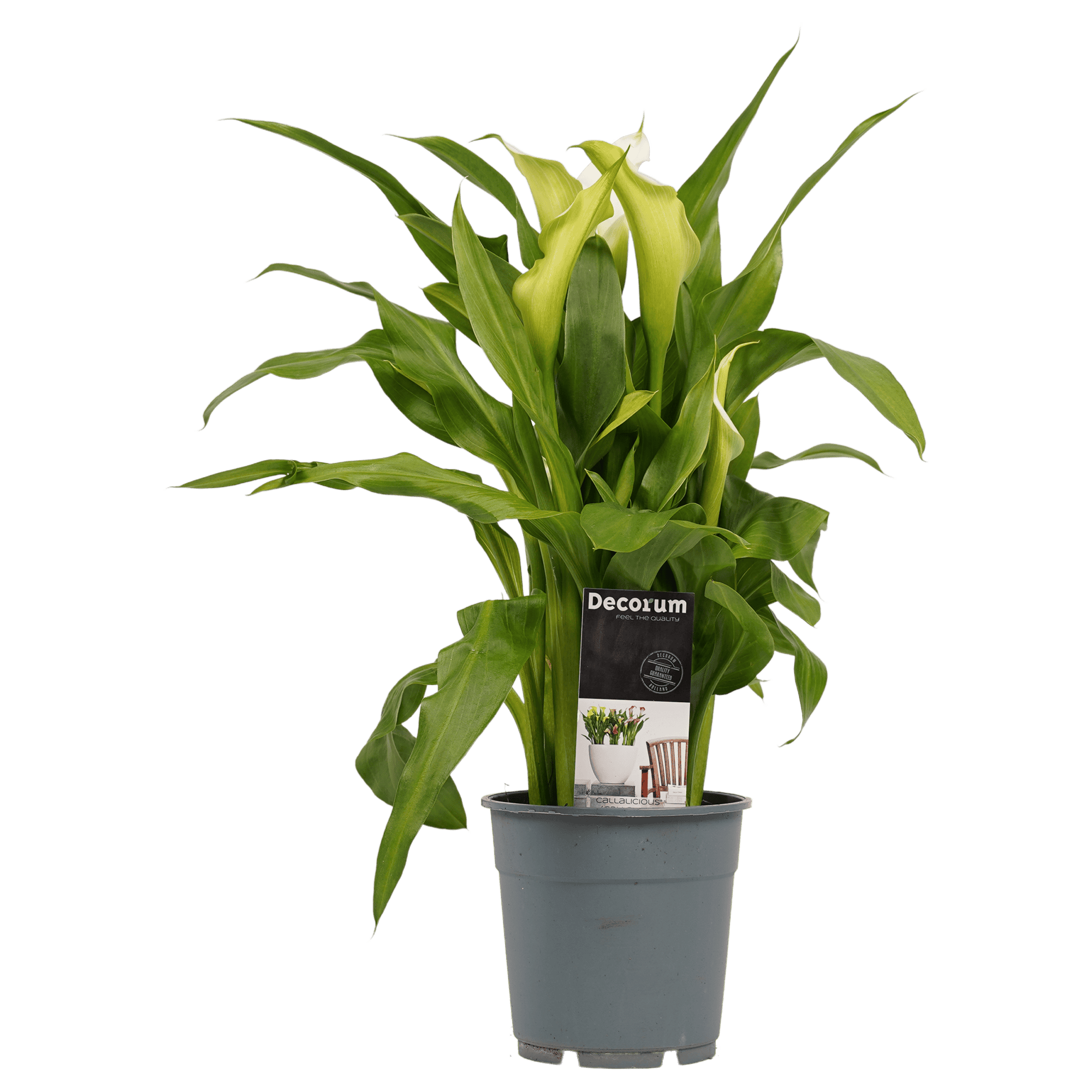 Zantedeschia Aronskelk Wit (3 stuks) ↑ 40 cm ⌀ 12 - Afbeelding 3