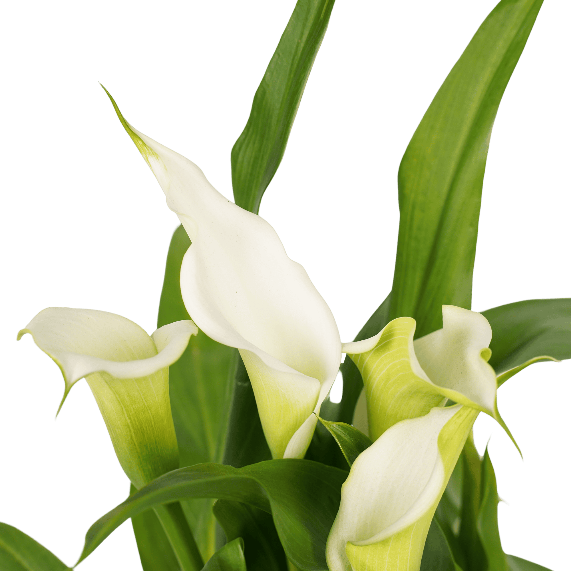 Zantedeschia Aronskelk Wit (3 stuks) ↑ 40 cm ⌀ 12 - Afbeelding 4