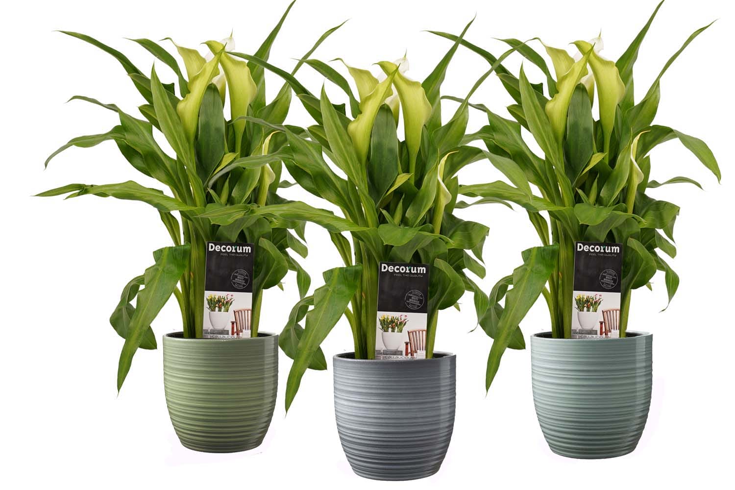 Zantedeschia Aronskelk Wit in Bergamo keramiek (3 stuks) ↑ 40 cm ⌀ 12