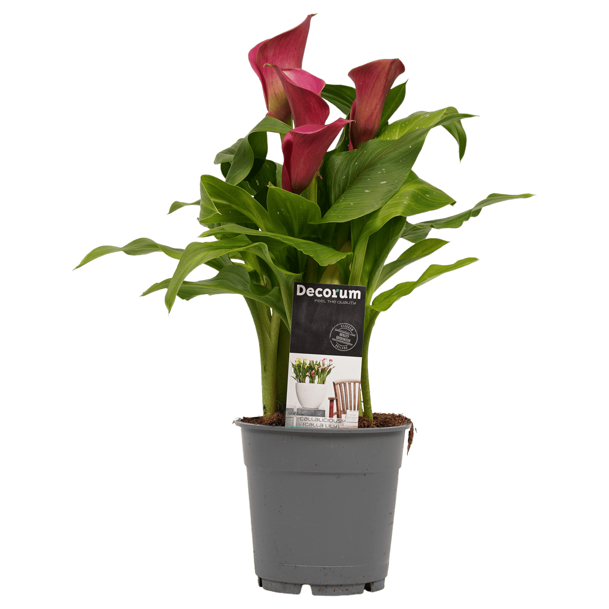 Zantedeschia Aronskelk Roze ↑ 55 cm ⌀ 17