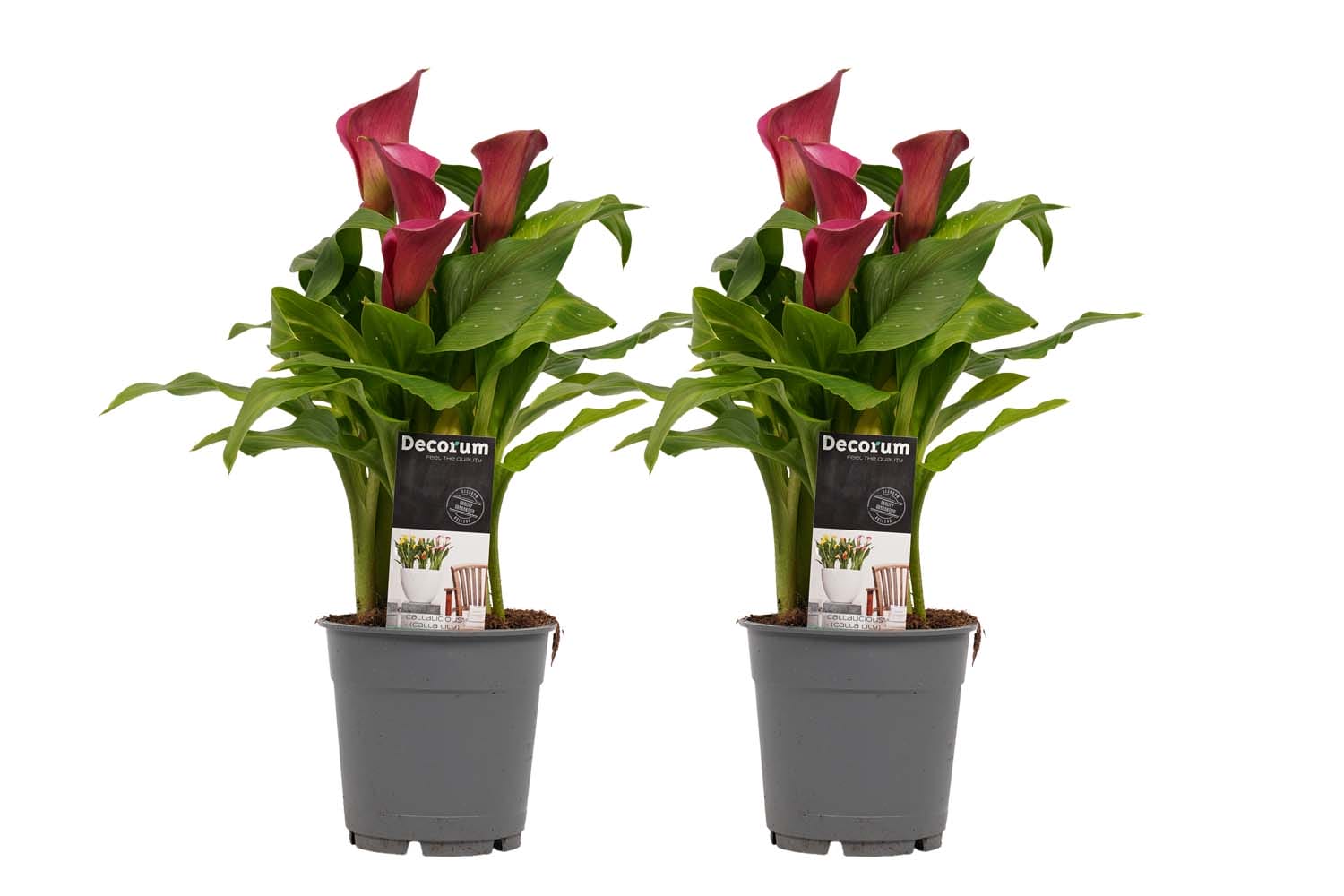 Zantedeschia Aronskelk Roze (2 stuks) ↑ 55 cm ⌀ 17