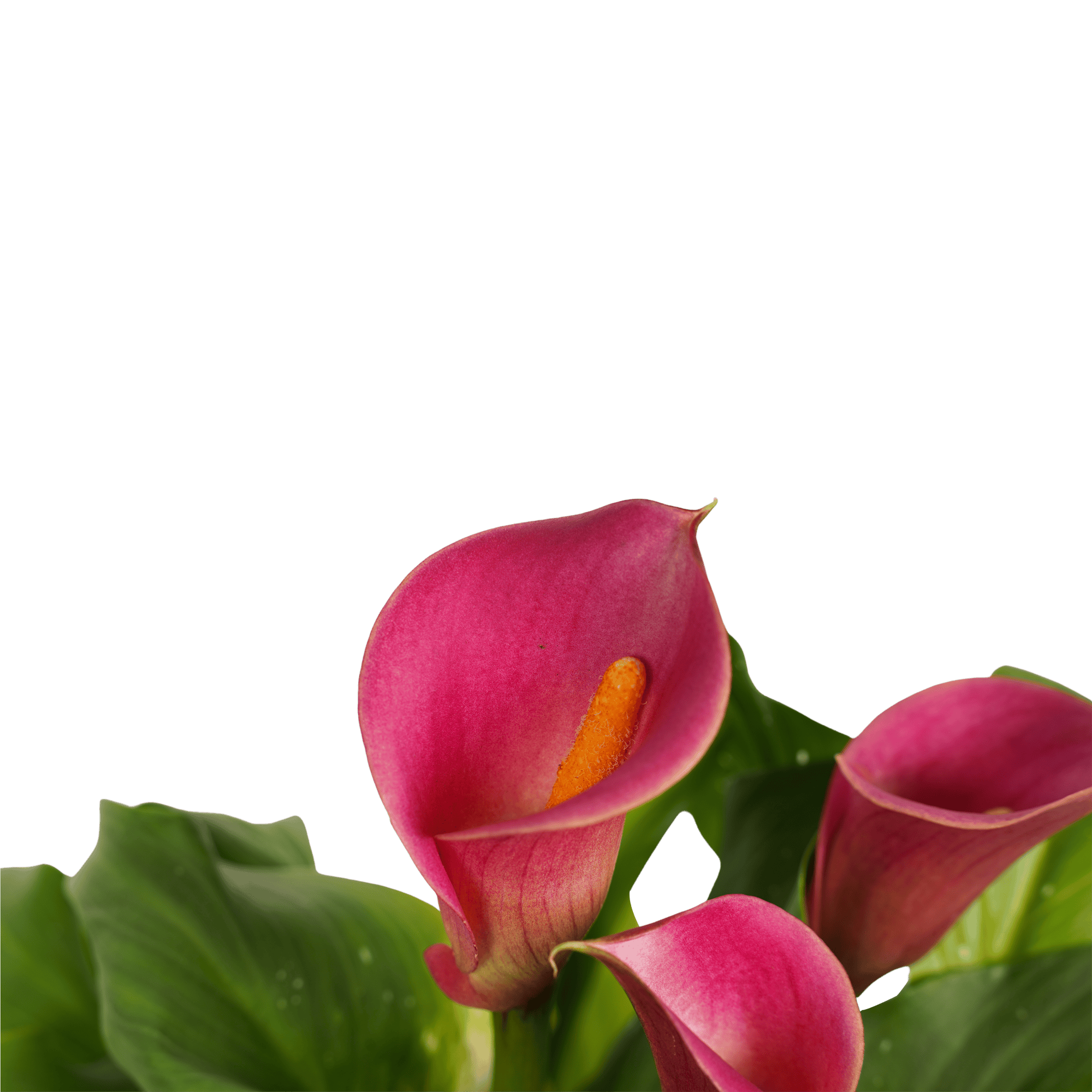 Zantedeschia Aronskelk Roze (2 stuks) ↑ 55 cm ⌀ 17 - Afbeelding 3