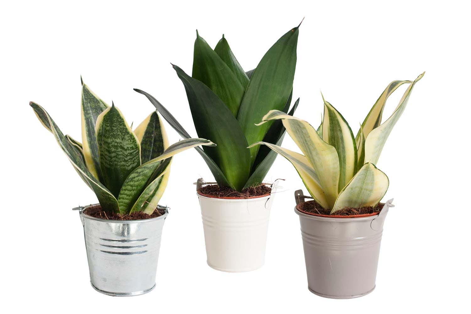 Mini Green | Trio Sansevieria in zink ↑ 20 cm ⌀ 10
