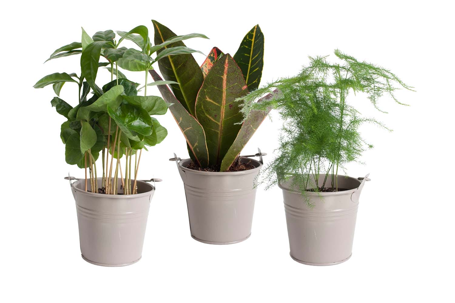 Mini Green | Trio Schattig Groen in zink (taupe) ↑ 20 cm ⌀ 10