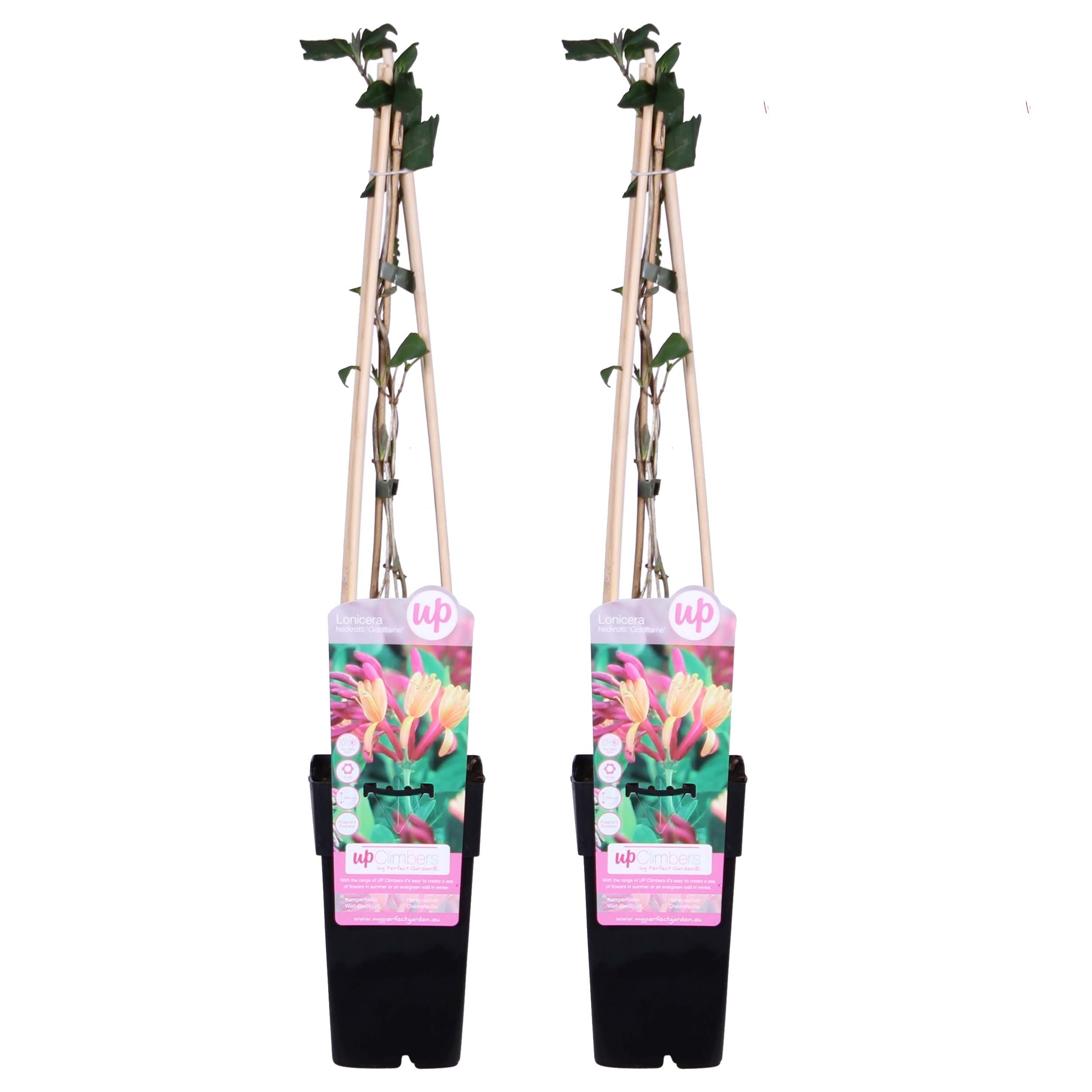 Duo Kamperfoelie Lonicera heckrottii Goldflame ↑ 65 cm ⌀ 15