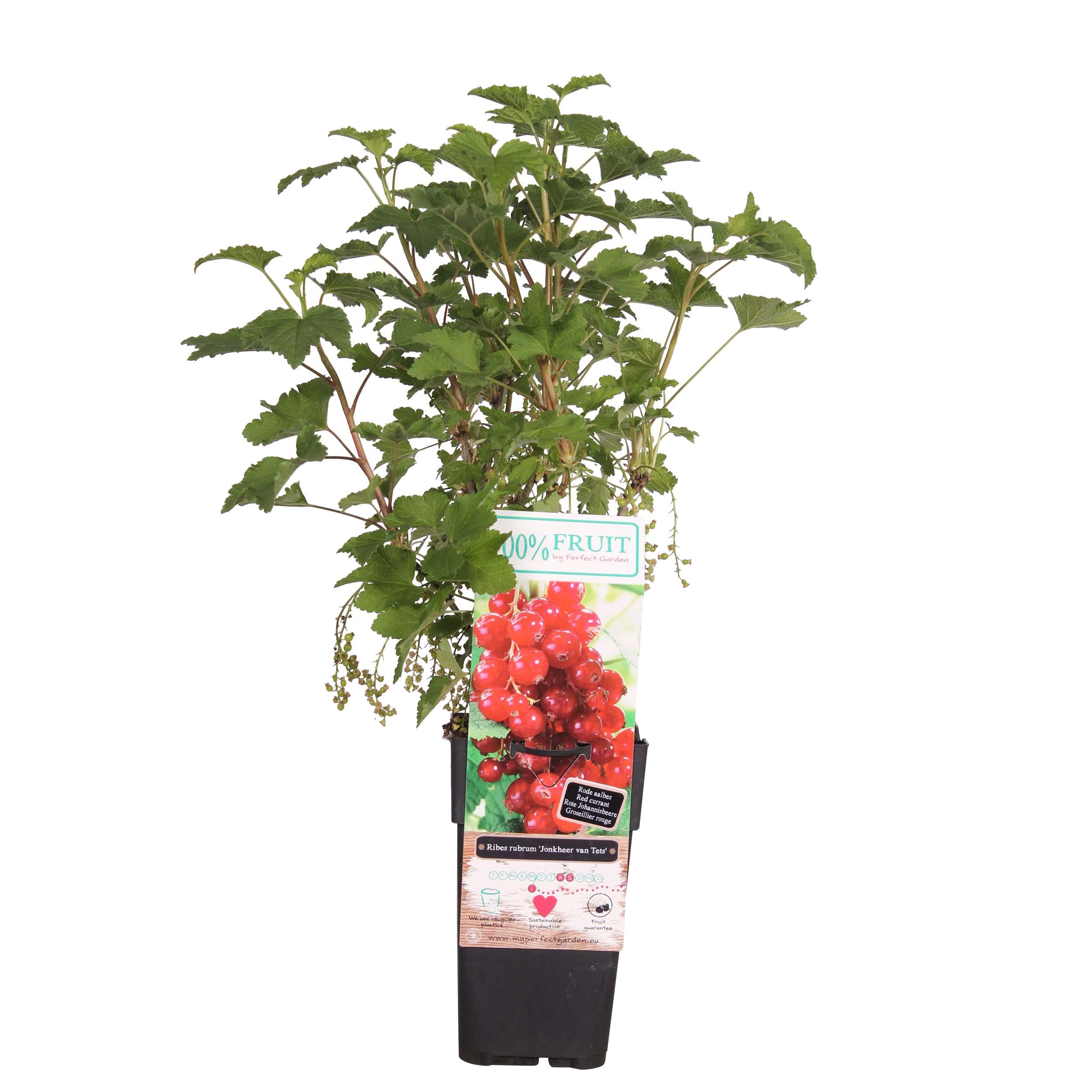 Aalbes Jonkheer van Tets ↑ 55 cm ⌀ 15