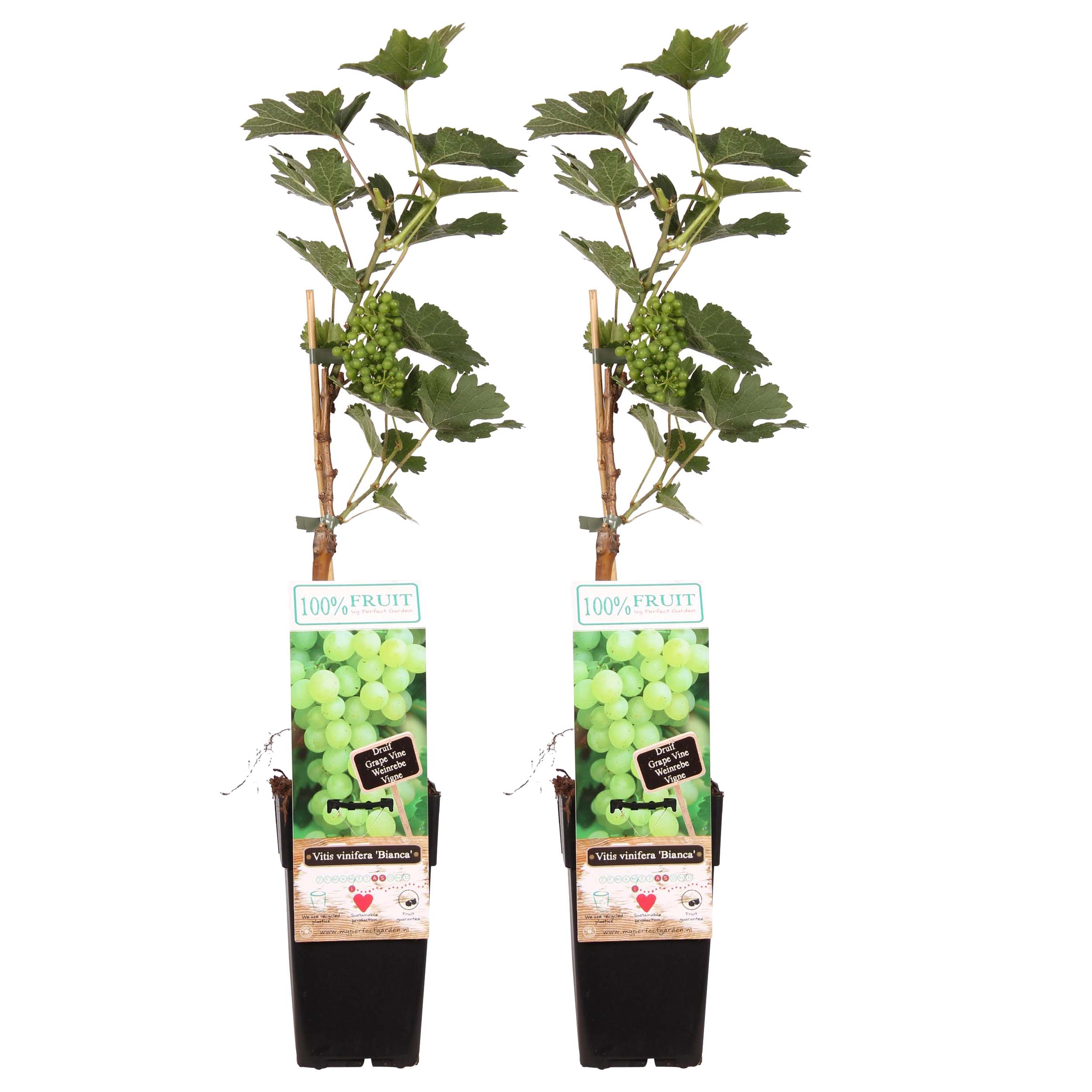 Duo Vitis Bianca (druif) ↑ 55 cm ⌀ 15