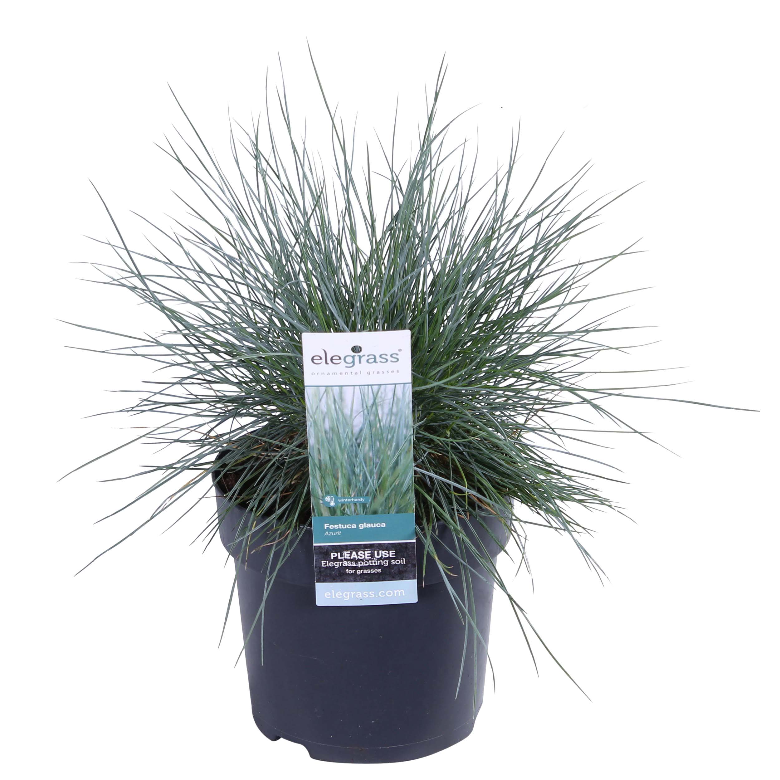 Festuca glauca Azura Blue (blauw schapengras) ↑ 30 cm ⌀ 14