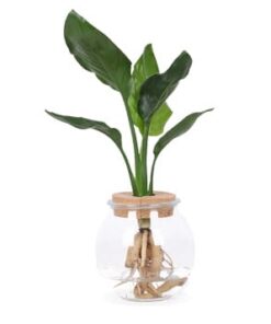 Hydroponie (waterplanten)