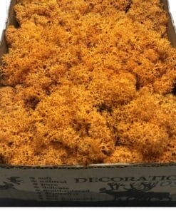 IJslands mos gedroogd - Oranje - 500 gram