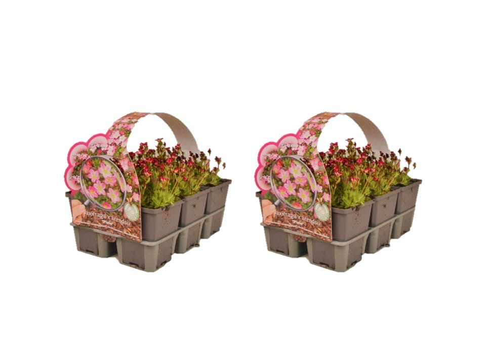 Saxifraga Arendsii Mos Steenbreek - 12 stuks ↑ 5 cm ⌀ 9 cm