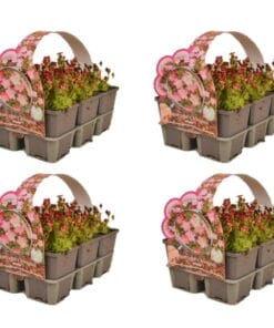 saxifraga 24 stuks